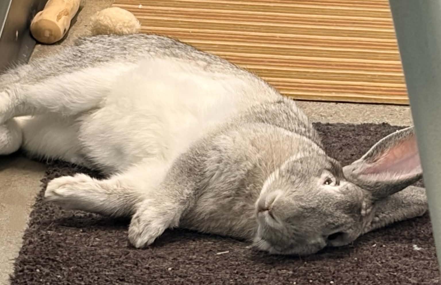 Enlarge BUGS Bunny, a Adopted Chinchilla in Wakefield, RI image 3/5