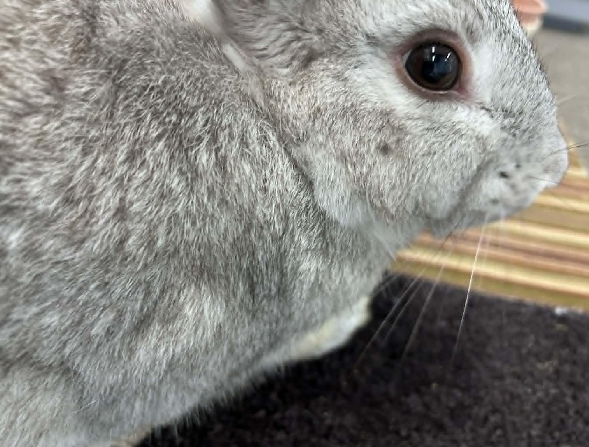 BUGS, a ADOPTABLE Chinchilla in Wakefield, RI image 2/2