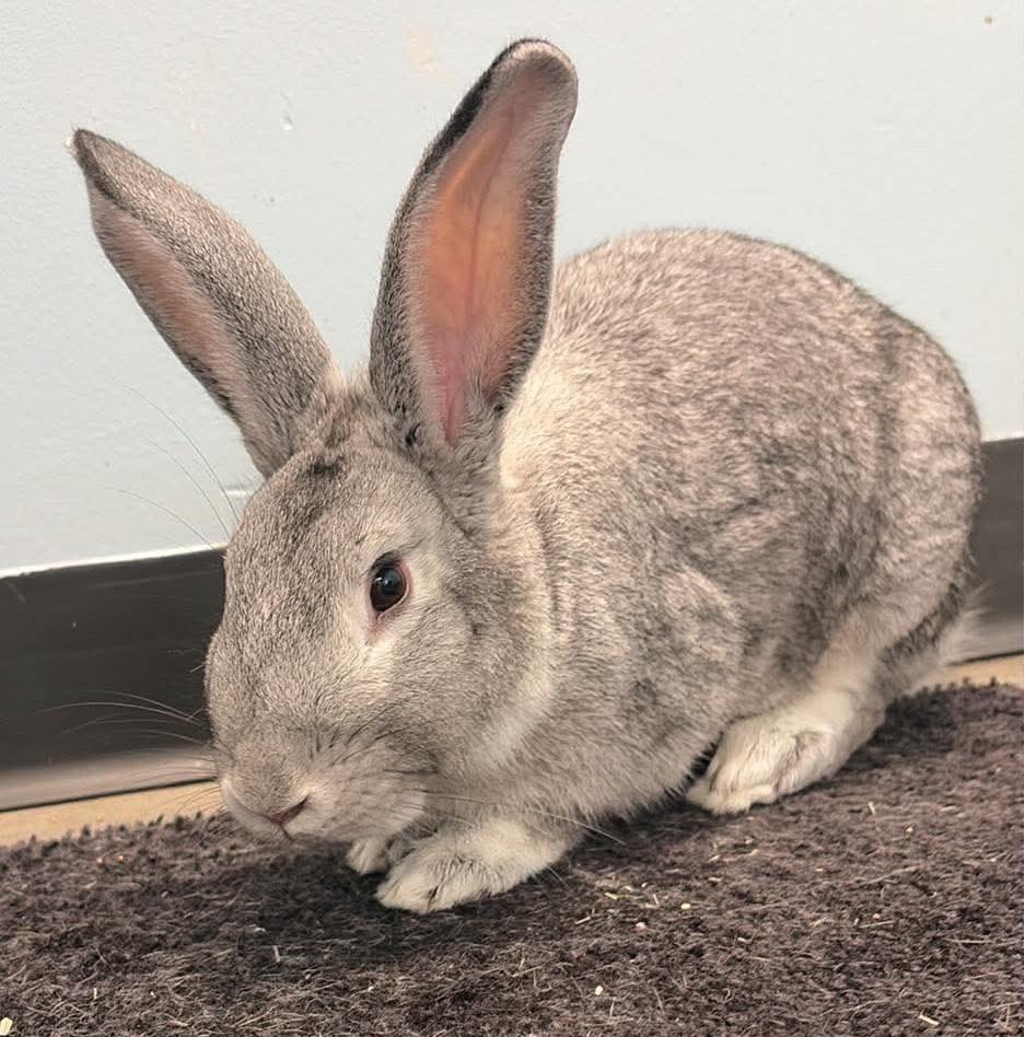 Enlarge BUGS Bunny, a Adopted Chinchilla in Wakefield, RI image 2/5