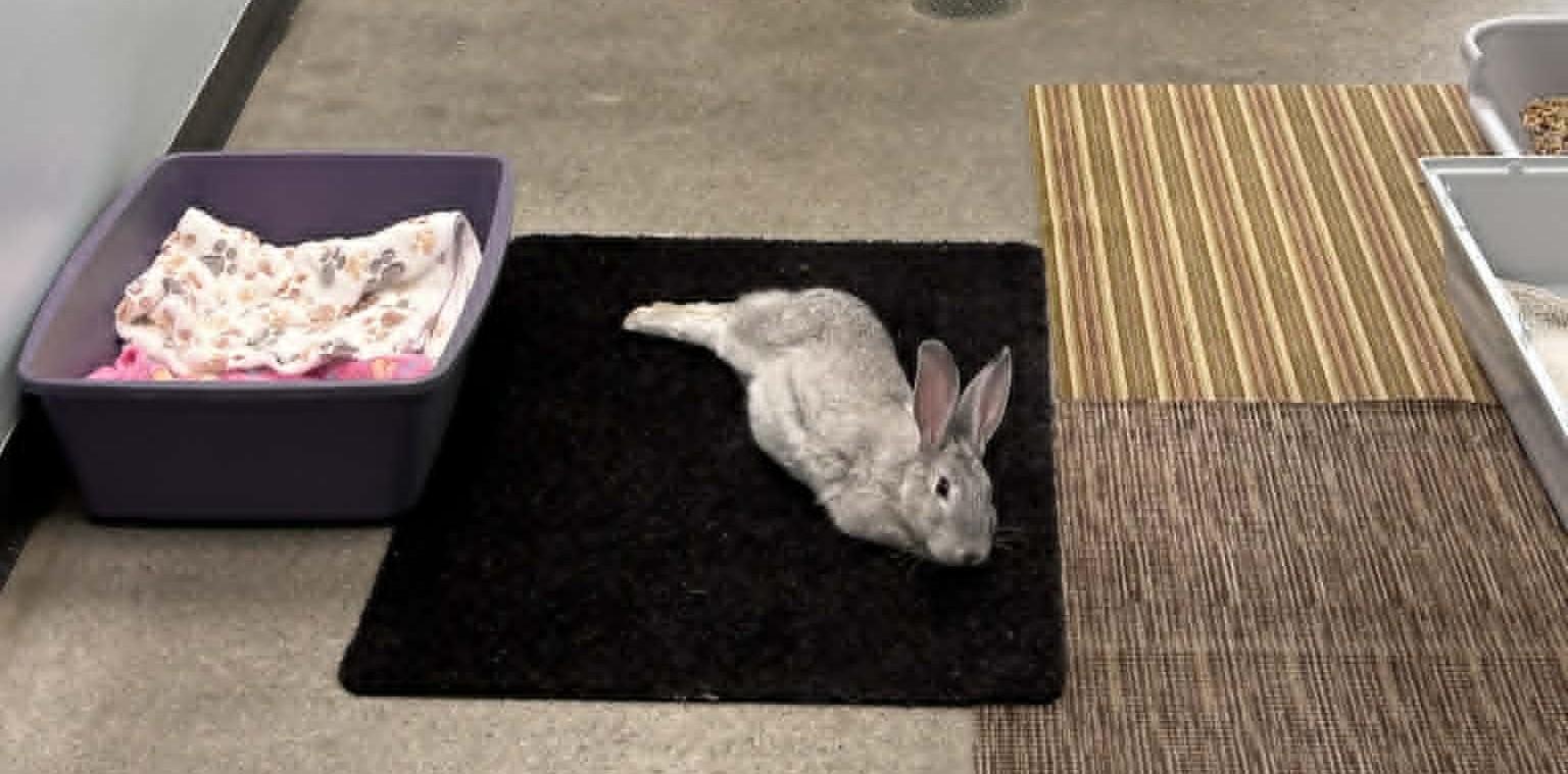 BUGS, a ADOPTABLE Chinchilla in Wakefield, RI image 1/2