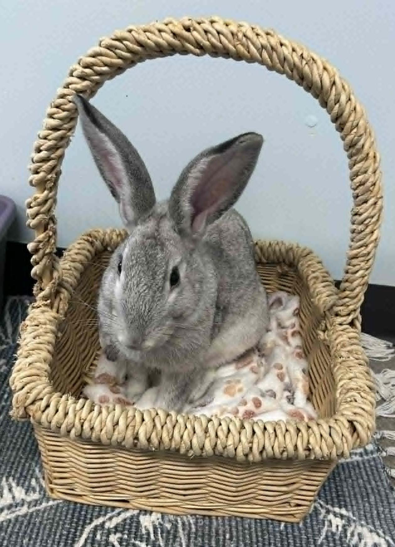Enlarge BUGS Bunny, a ADOPTABLE Chinchilla in Wakefield, RI image 4/4