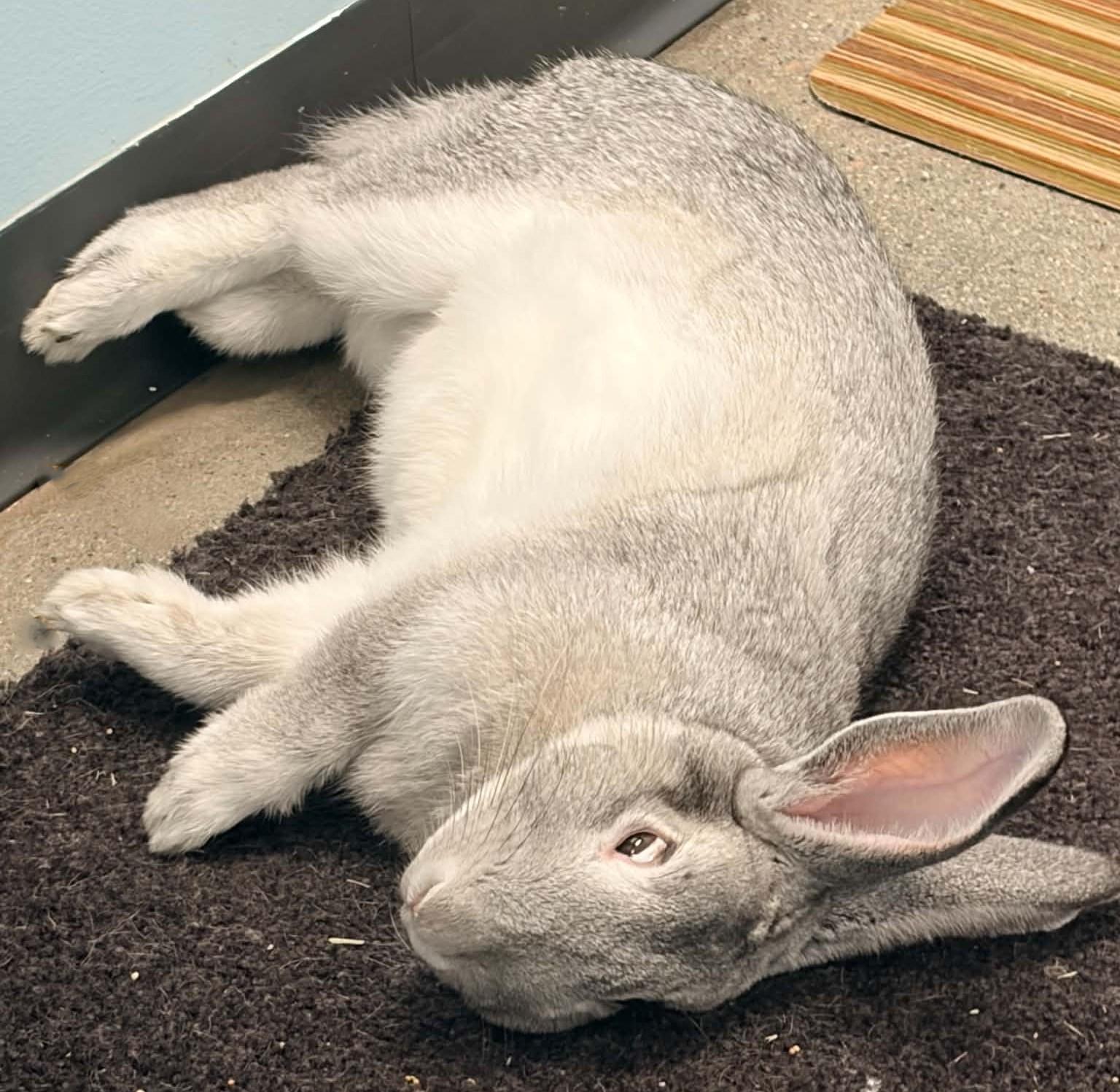 BUGS Bunny, Adopted, Adult Male Chinchilla.