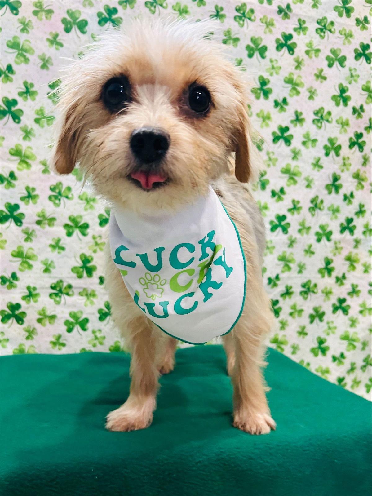 GiGi, a Adoptable Yorkshire Terrier in Elizabethtown, PA image 1/3