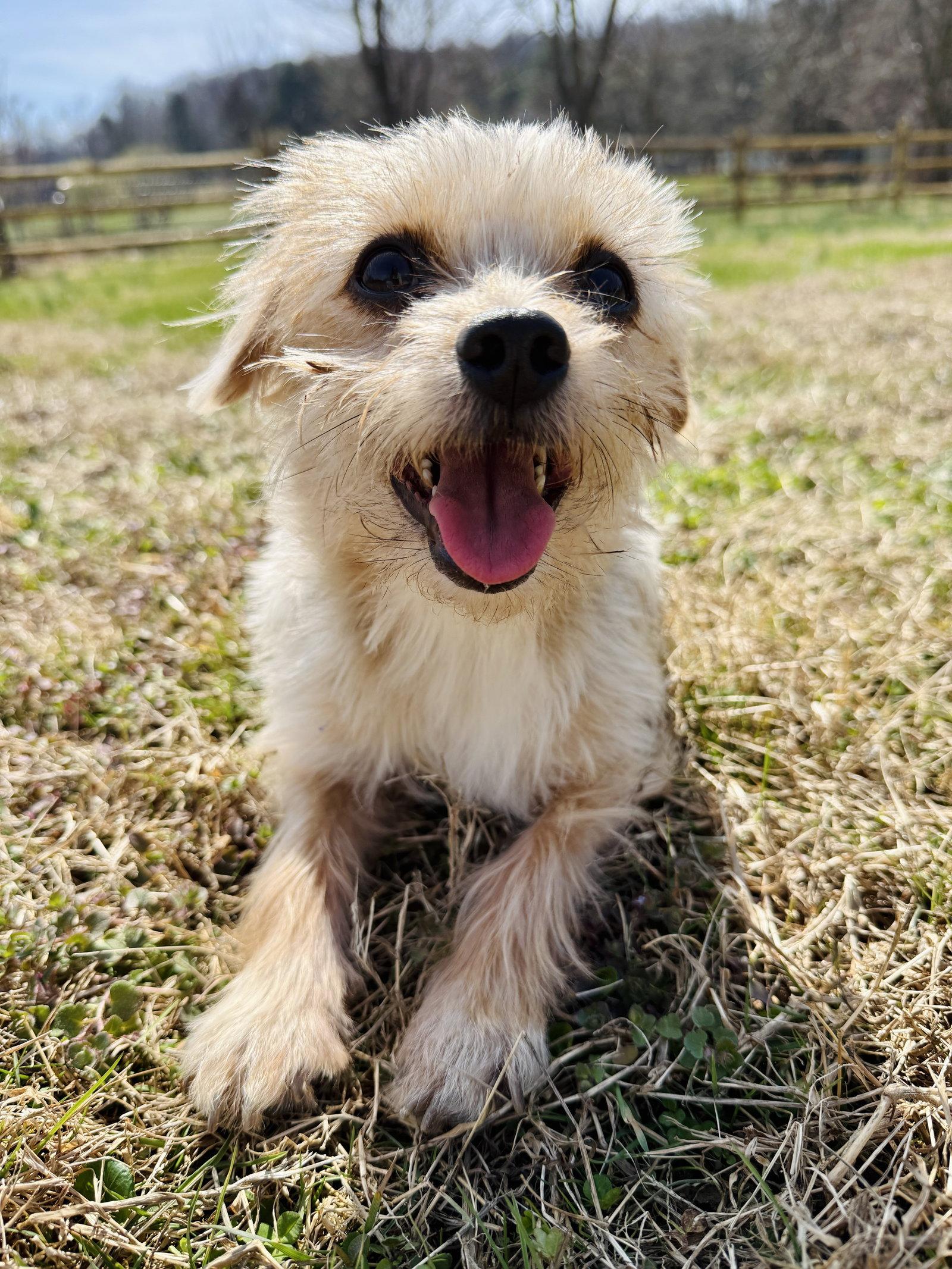 GiGi, Adoptable, Young Female Yorkshire Terrier.