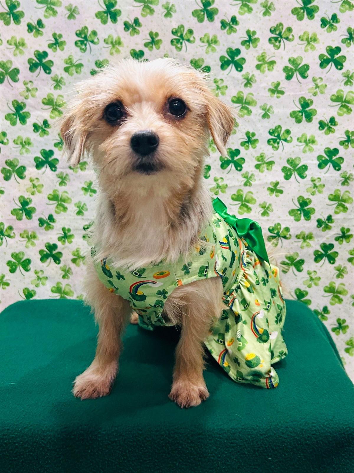 GiGi, a Adoptable Yorkshire Terrier in Elizabethtown, PA image 2/3