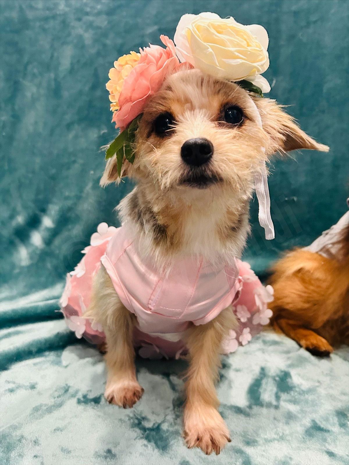 GiGi, a Adoptable Yorkshire Terrier in Elizabethtown, PA image 3/3
