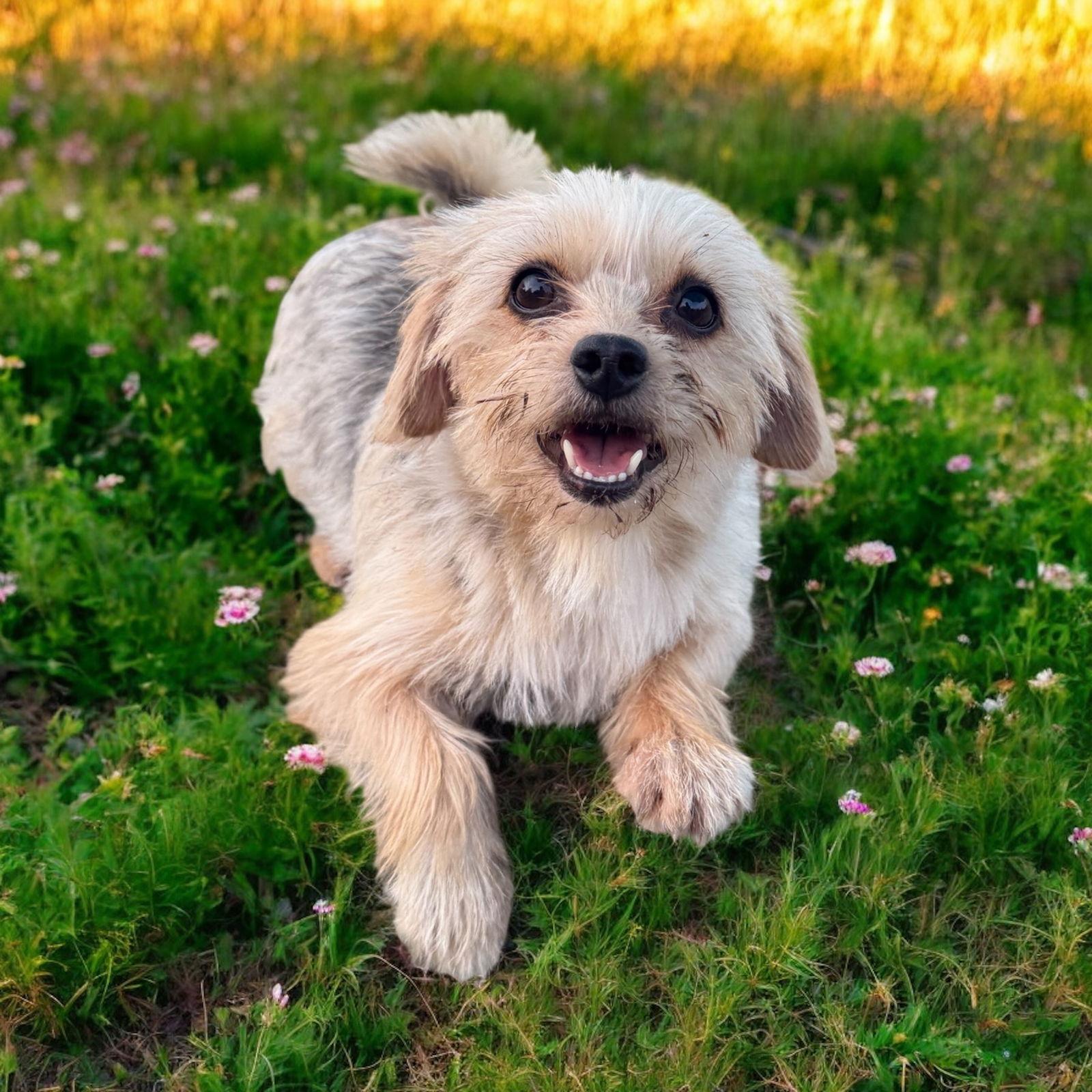 GiGi, Adoptable, Young Female Yorkshire Terrier.