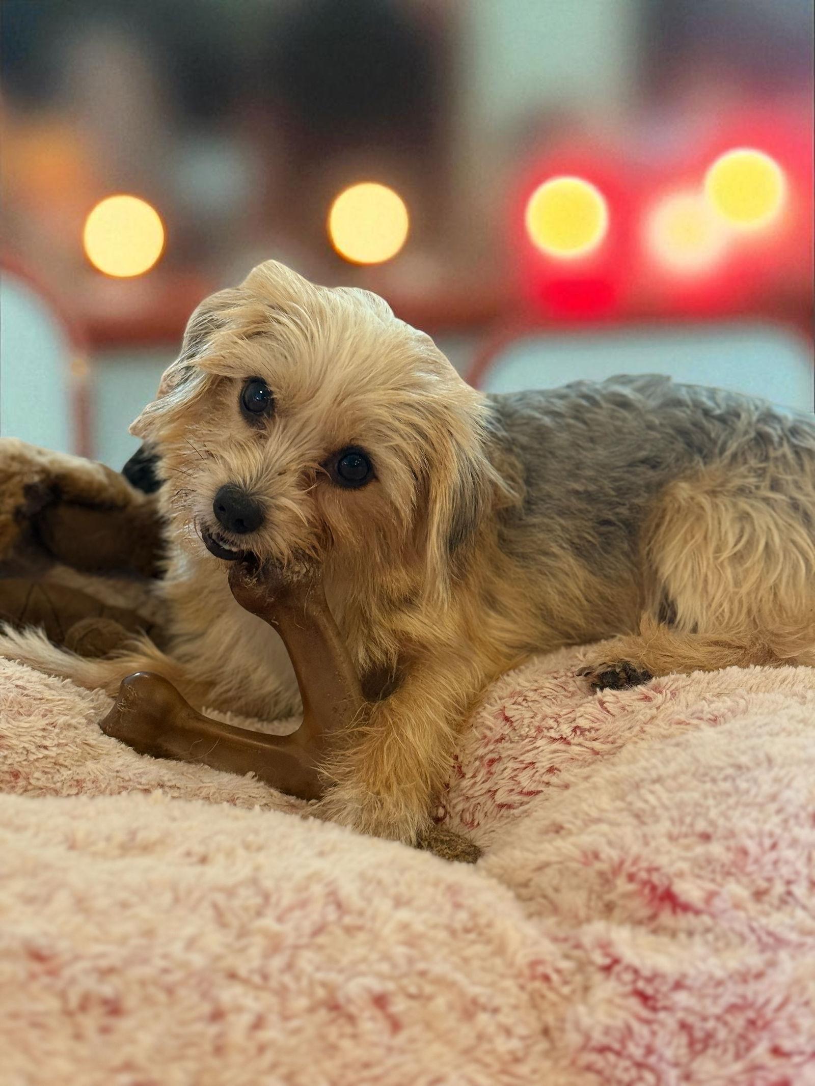 Enlarge GiGi, a Adoptable Yorkshire Terrier in Elizabethtown, PA image 2/3