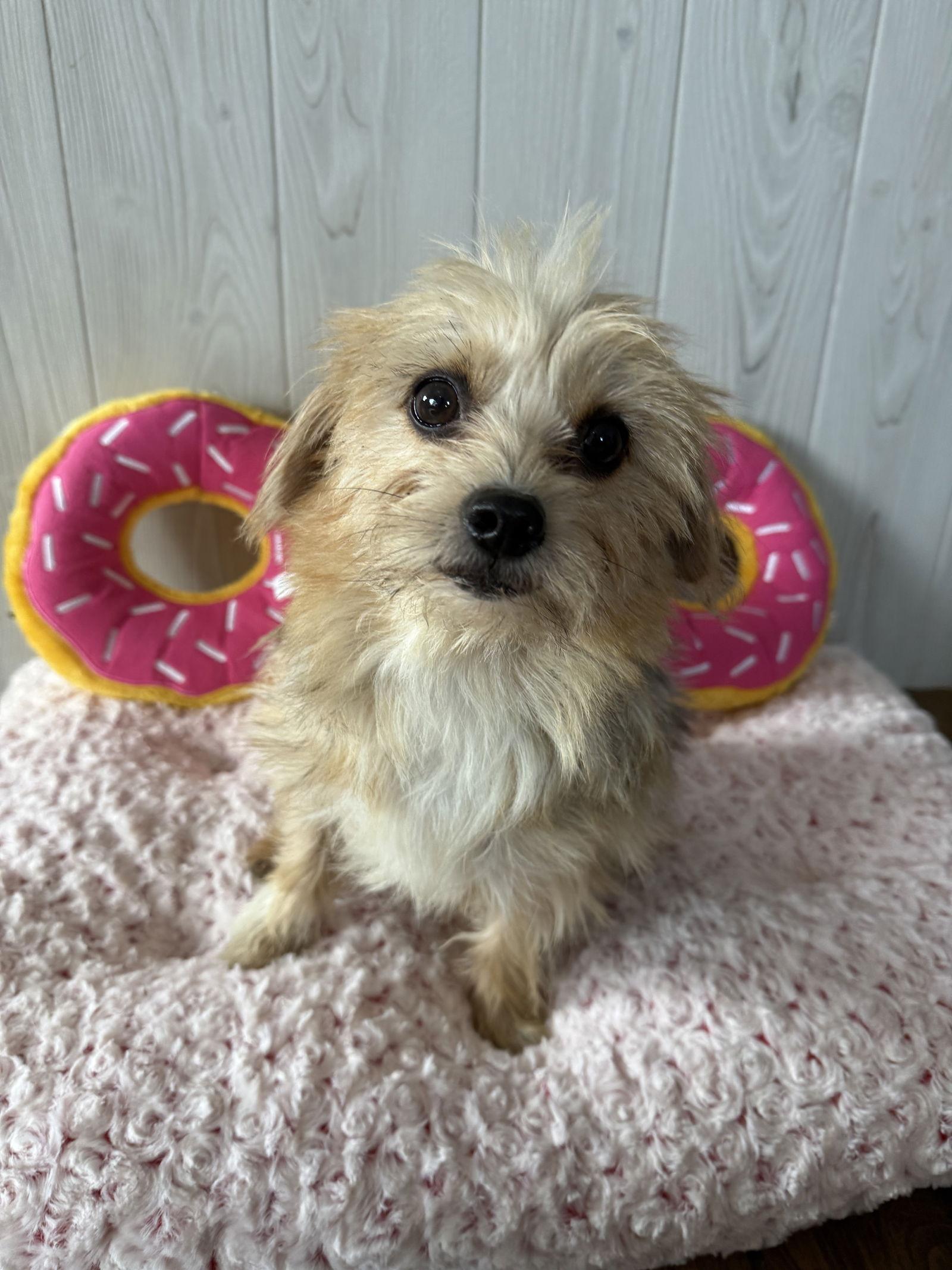 Enlarge GiGi, a Adoptable Yorkshire Terrier in Elizabethtown, PA image 3/3