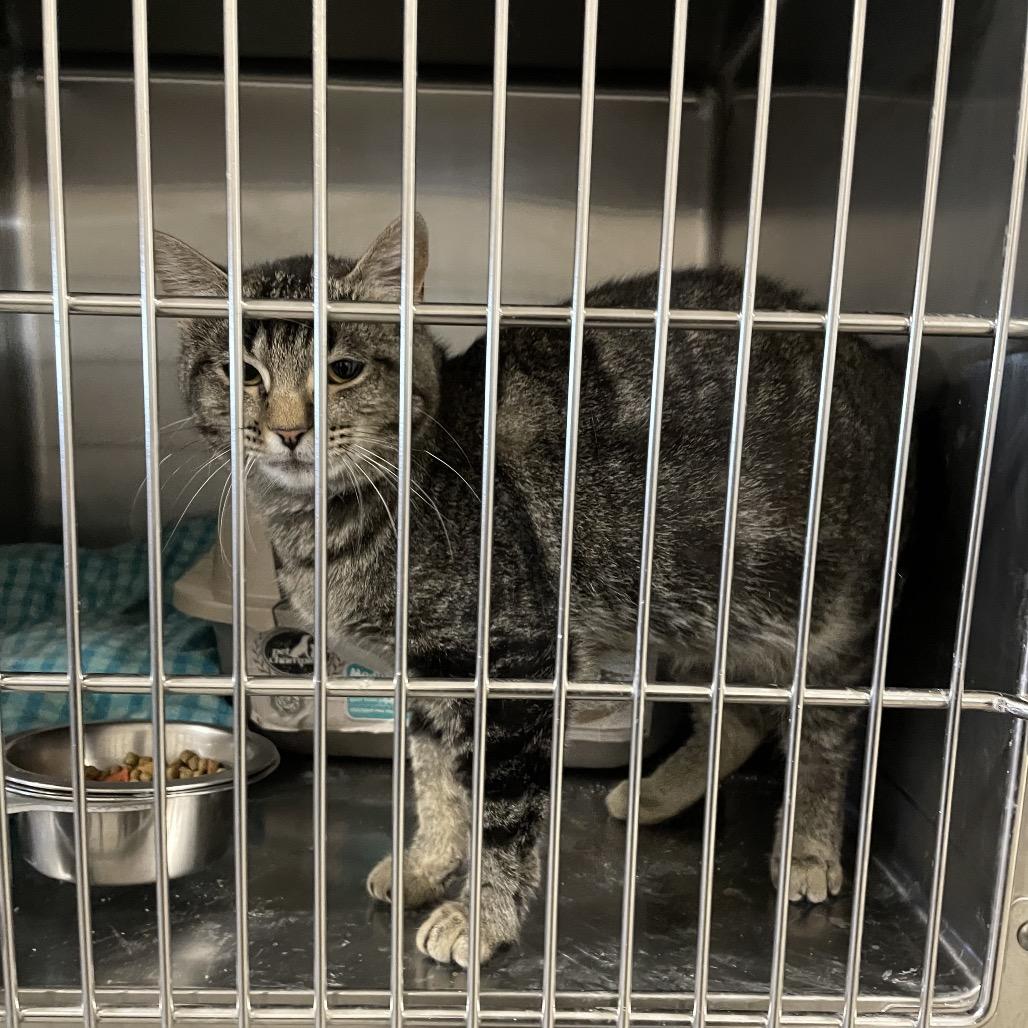 Focaccia, Adoptable, Adult Female Domestic Short Hair.