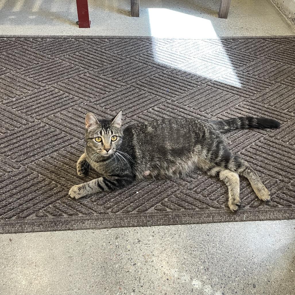 Enlarge Focaccia, a Adoptable Domestic Short Hair in Rexburg, ID image 2/2