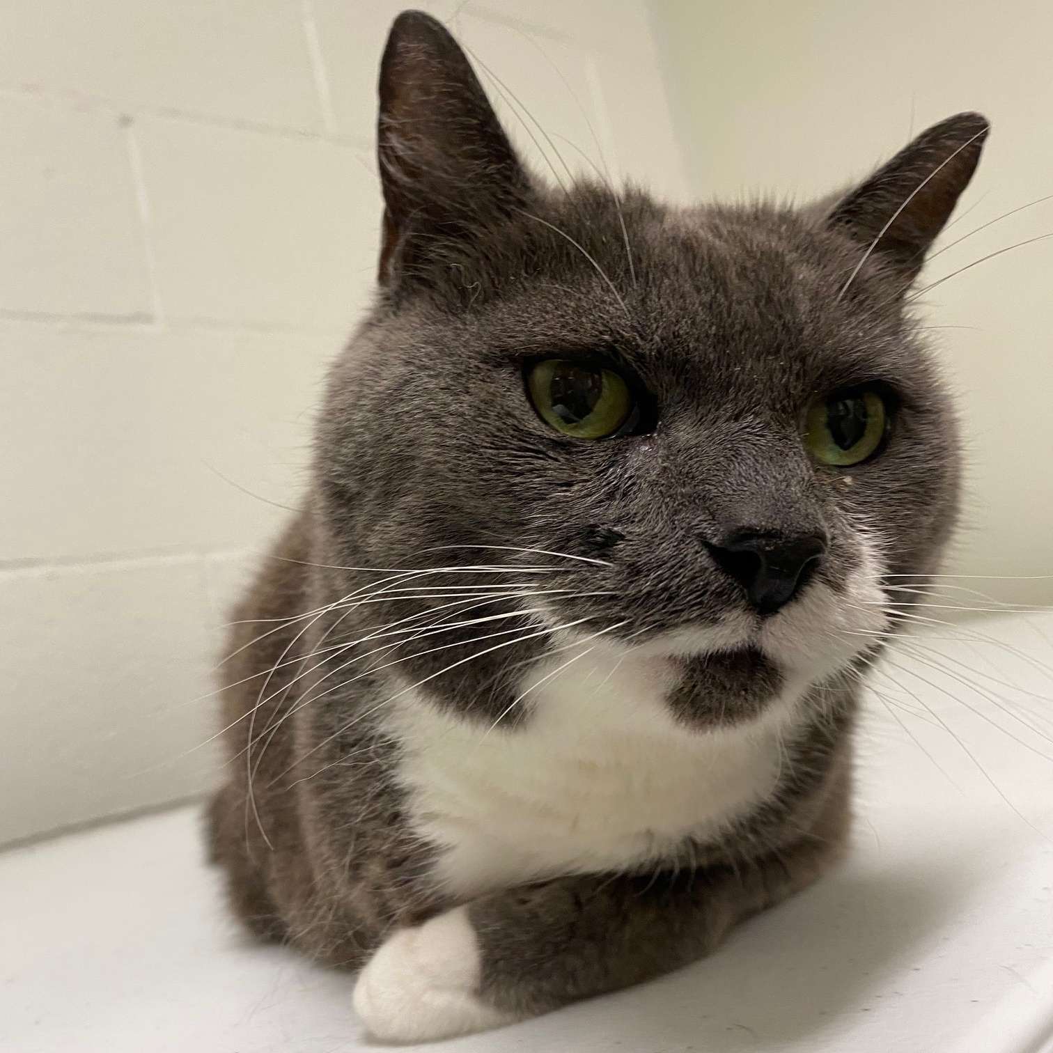 Cat for adoption Silly Goose, an American Shorthair in Pittsford, VT