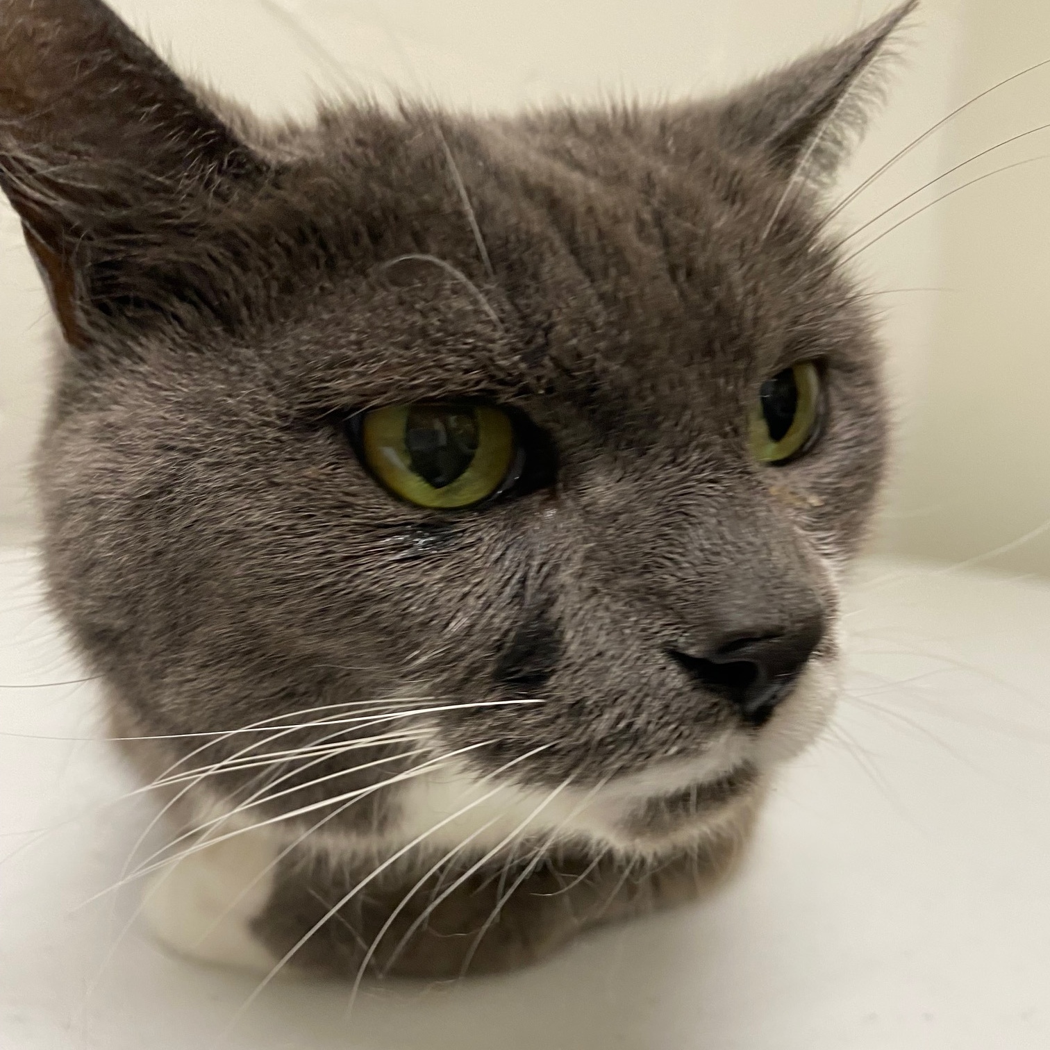 Cat for adoption Silly Goose, an American Shorthair in Pittsford, VT