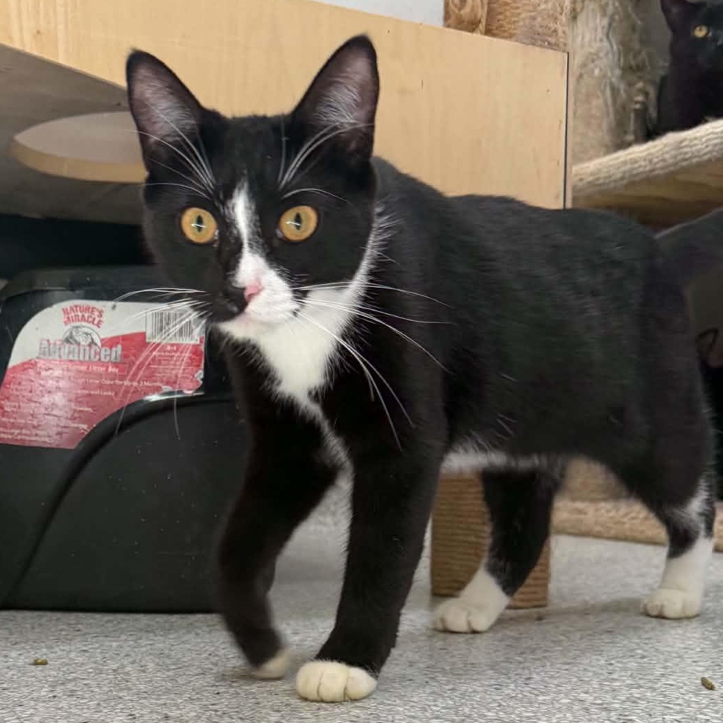 Enlarge Cobweb, a Adoptable Domestic Short Hair in Medford, OR image 2/2