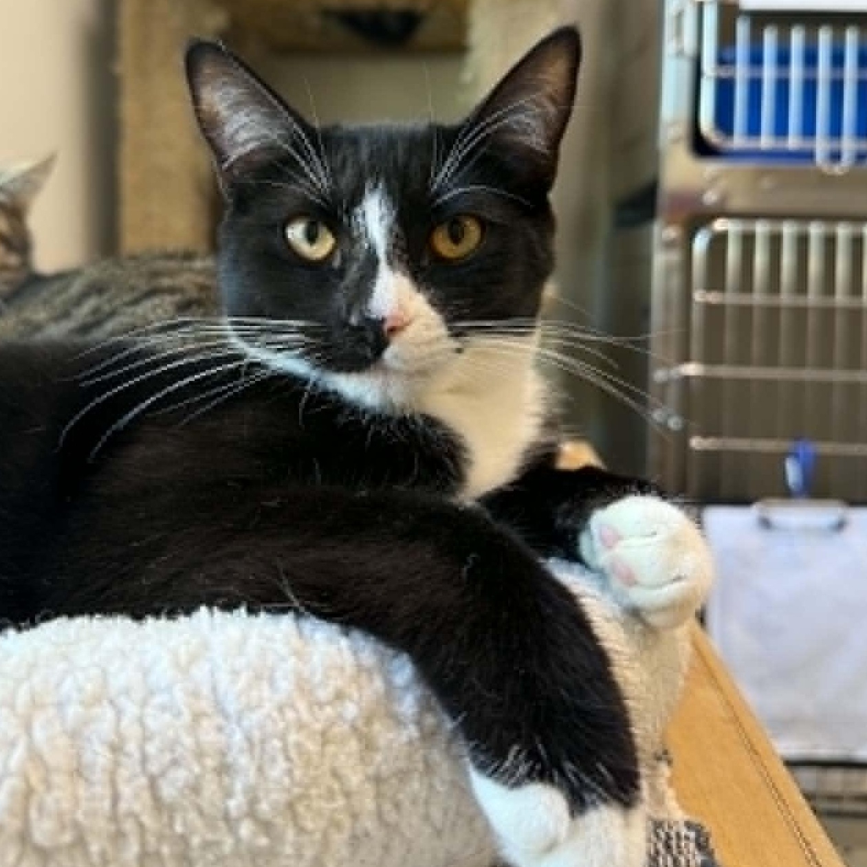 Enlarge Cobweb, a Adoptable Domestic Short Hair in Medford, OR image 1/2