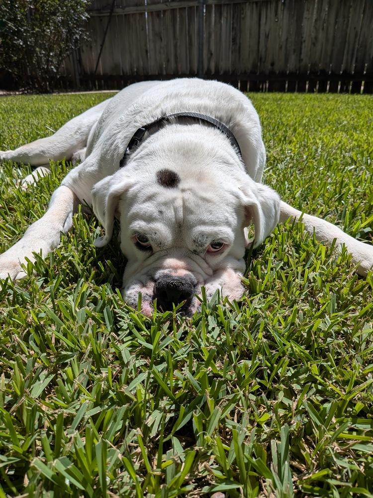 Adnan, Adoptable, Senior Male Boxer.