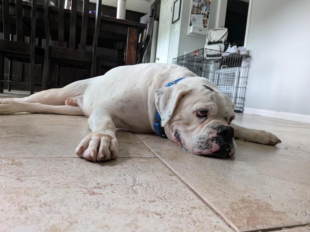 Enlarge Adnan, a Adoptable Boxer in Hewitt, TX image 2/6