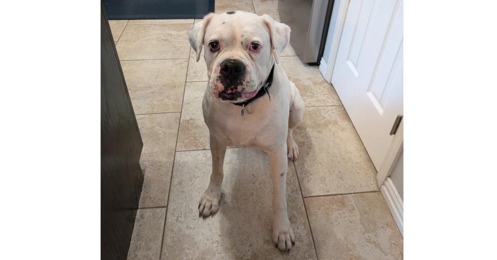 Enlarge Adnan, a Adoptable Boxer in Hewitt, TX image 3/6