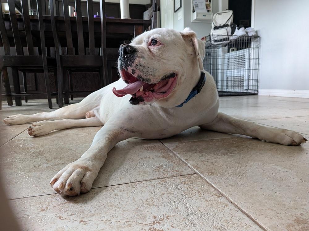 Enlarge Adnan, a Adoptable Boxer in Hewitt, TX image 4/6