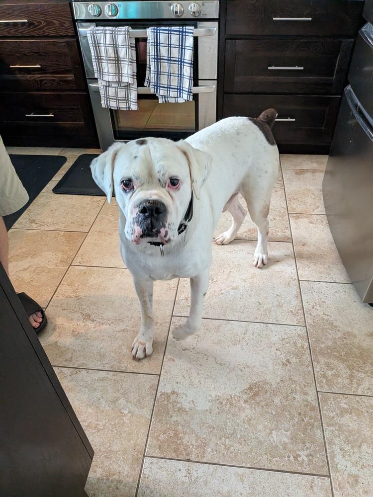 Enlarge Adnan, a Adoptable Boxer in Hewitt, TX image 5/6