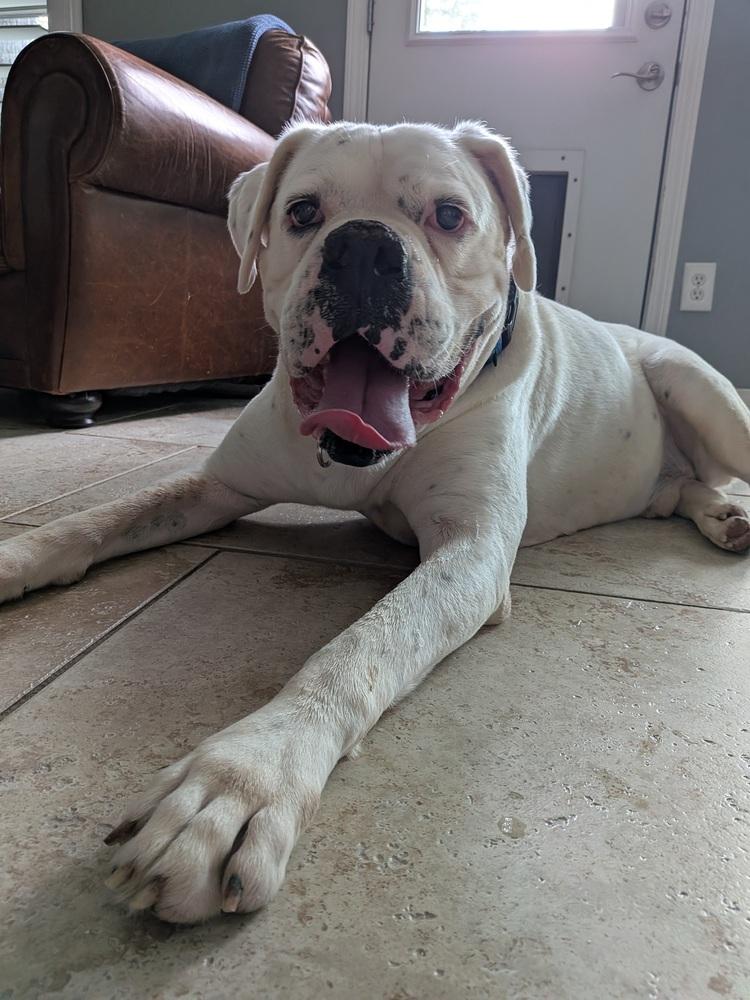 Enlarge Adnan, a Adoptable Boxer in Hewitt, TX image 6/6