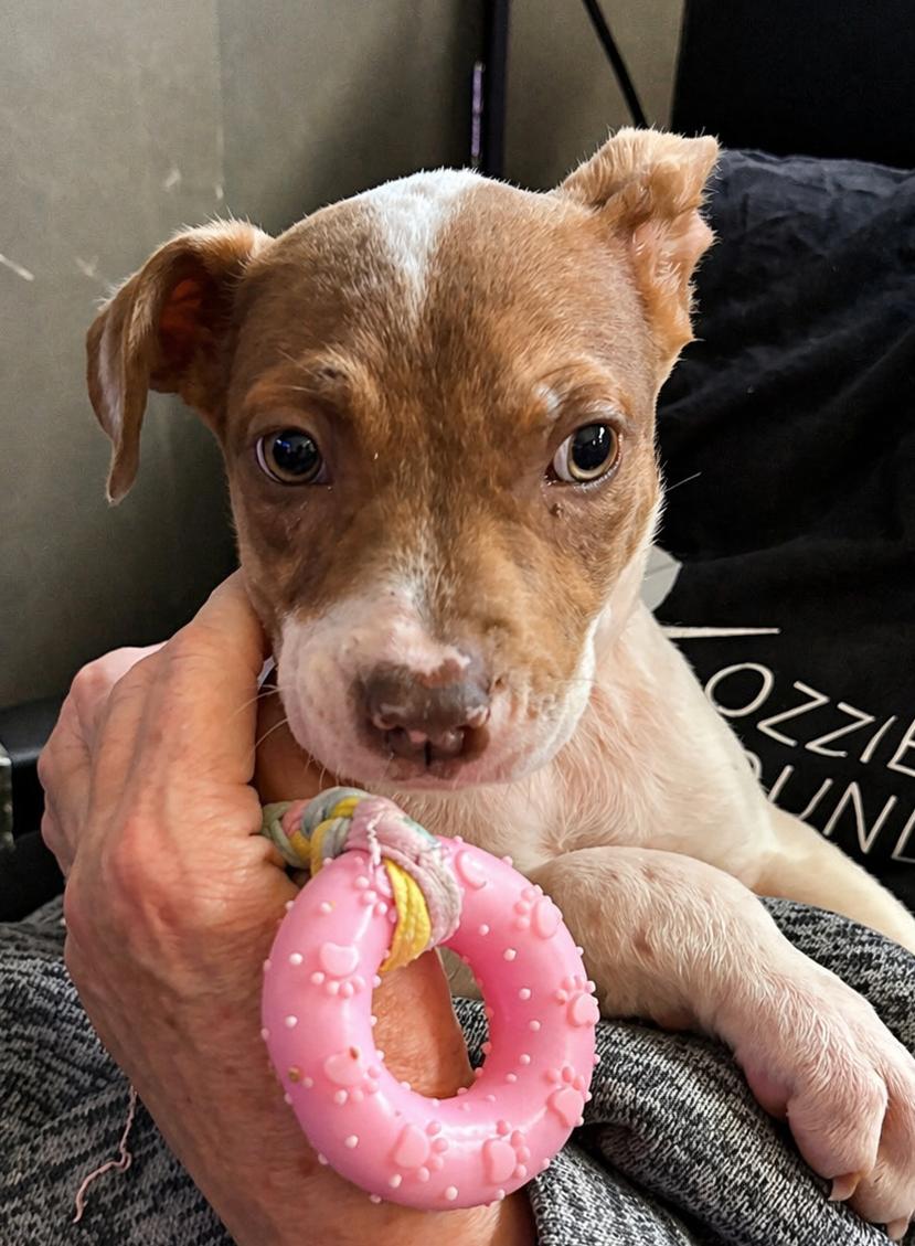 Enlarge Madi Peeps, a ADOPTABLE mixed breed in Marietta, GA image 1/3