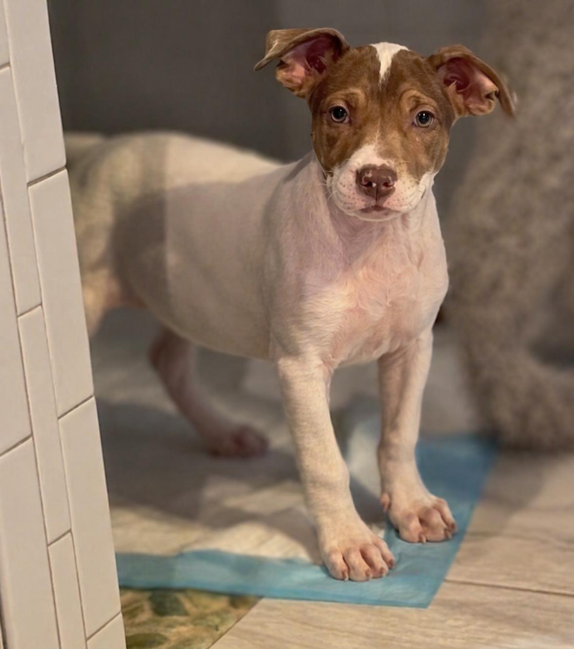 Enlarge Madi Peeps, a ADOPTABLE mixed breed in Marietta, GA image 2/3