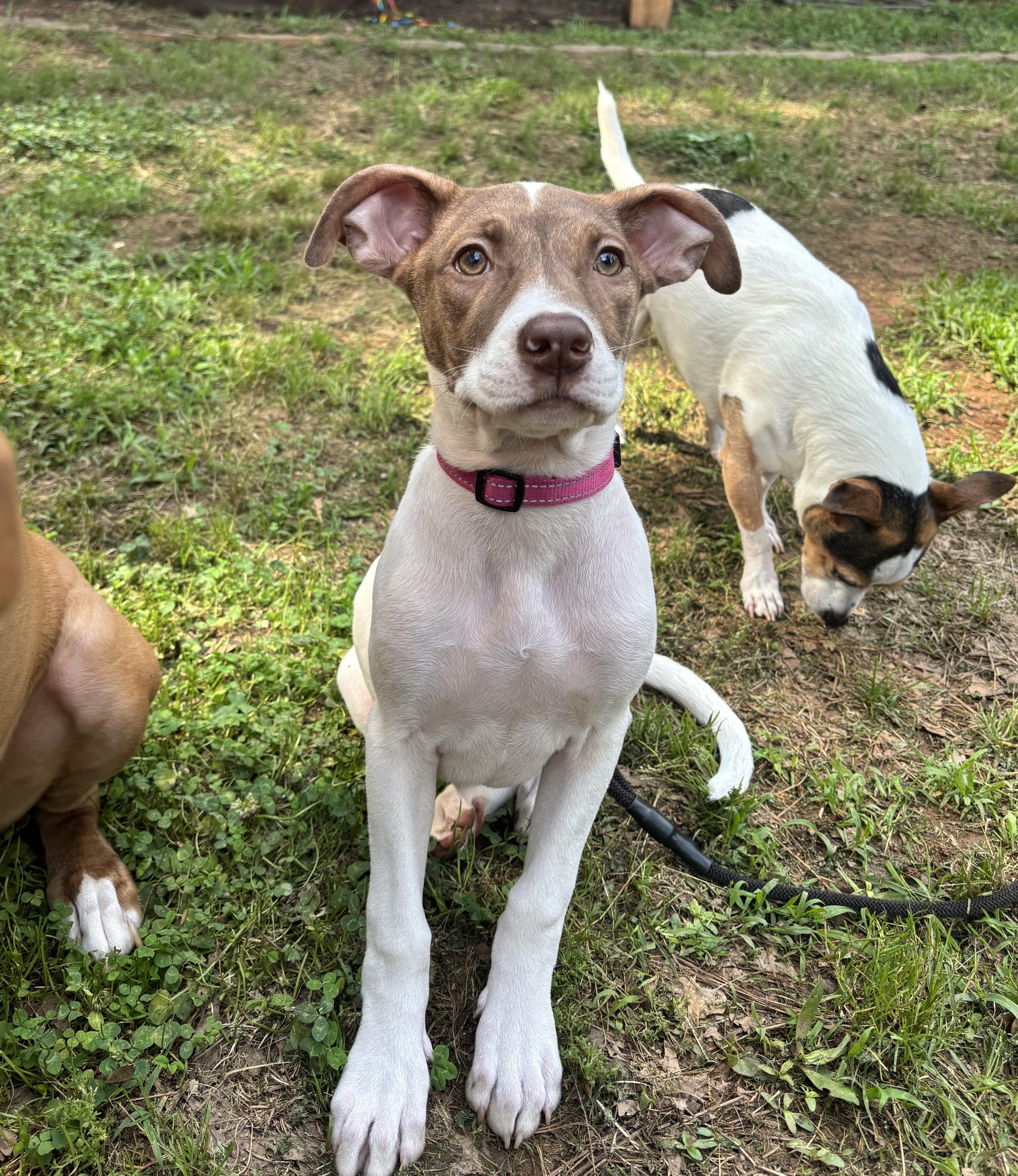 Madi Peeps, a ADOPTABLE mixed breed in Marietta, GA image 3/4