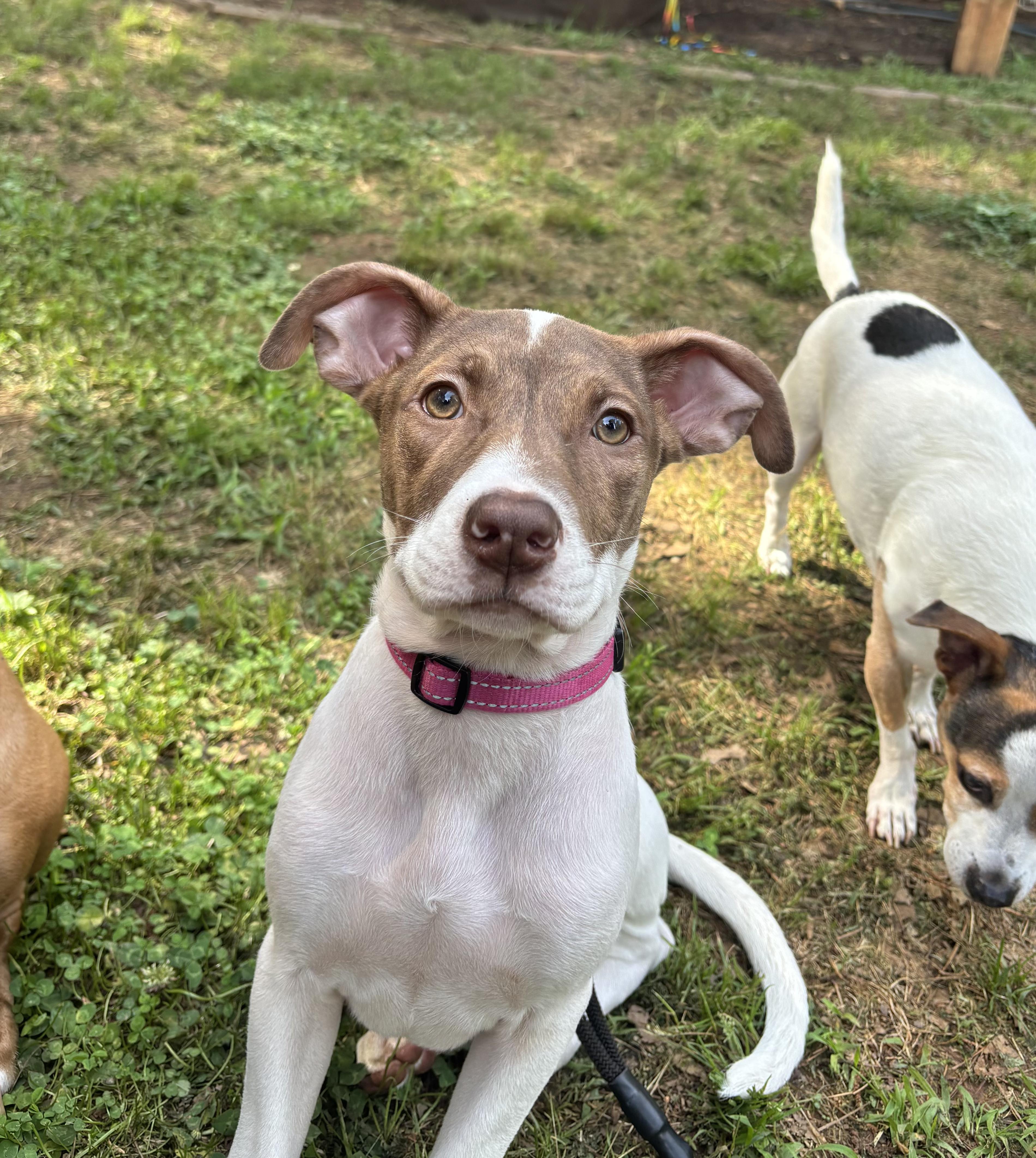 Madi Peeps, a ADOPTABLE mixed breed in Marietta, GA image 1/4