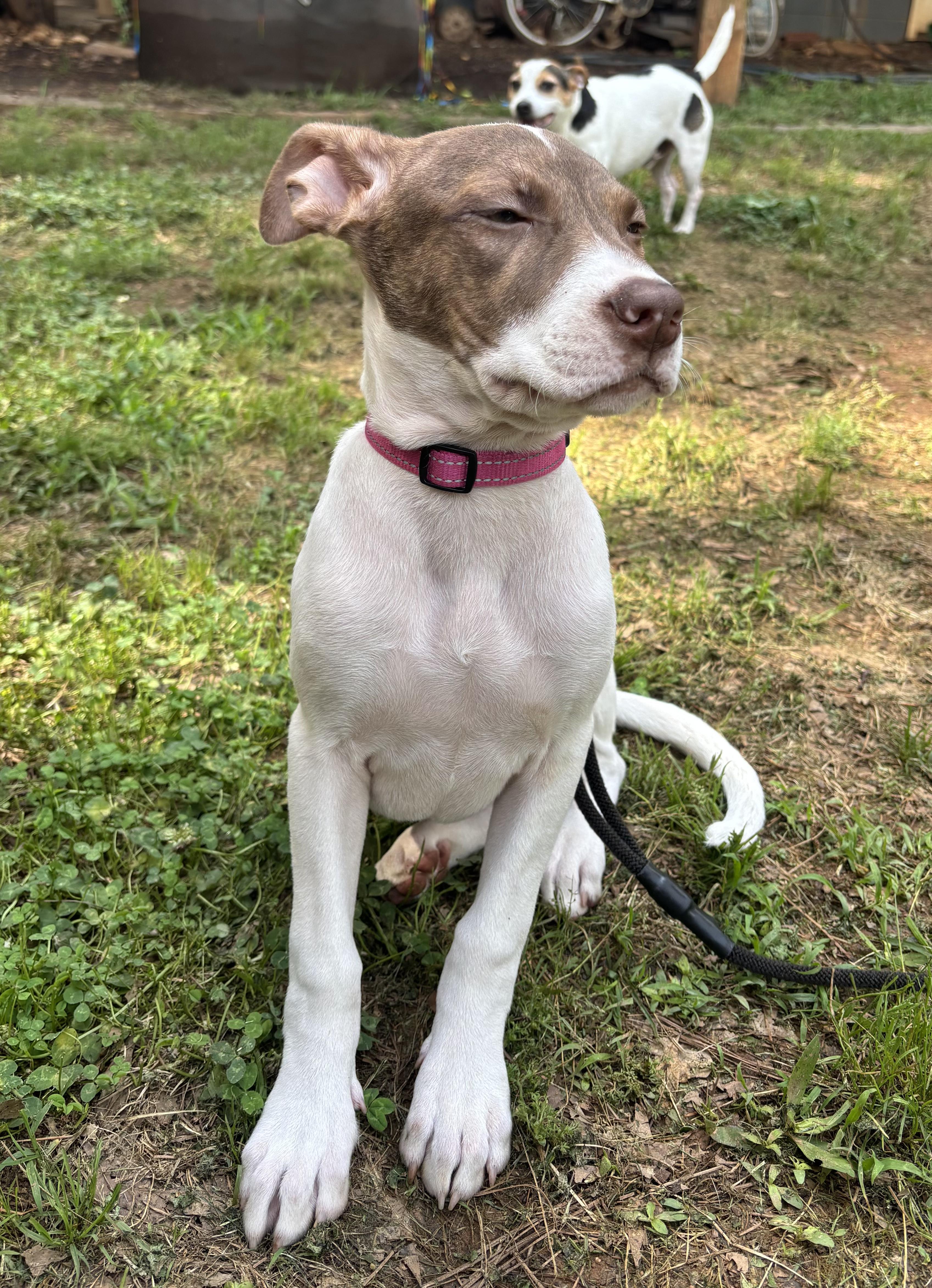 Madi Peeps, a ADOPTABLE mixed breed in Marietta, GA image 2/4