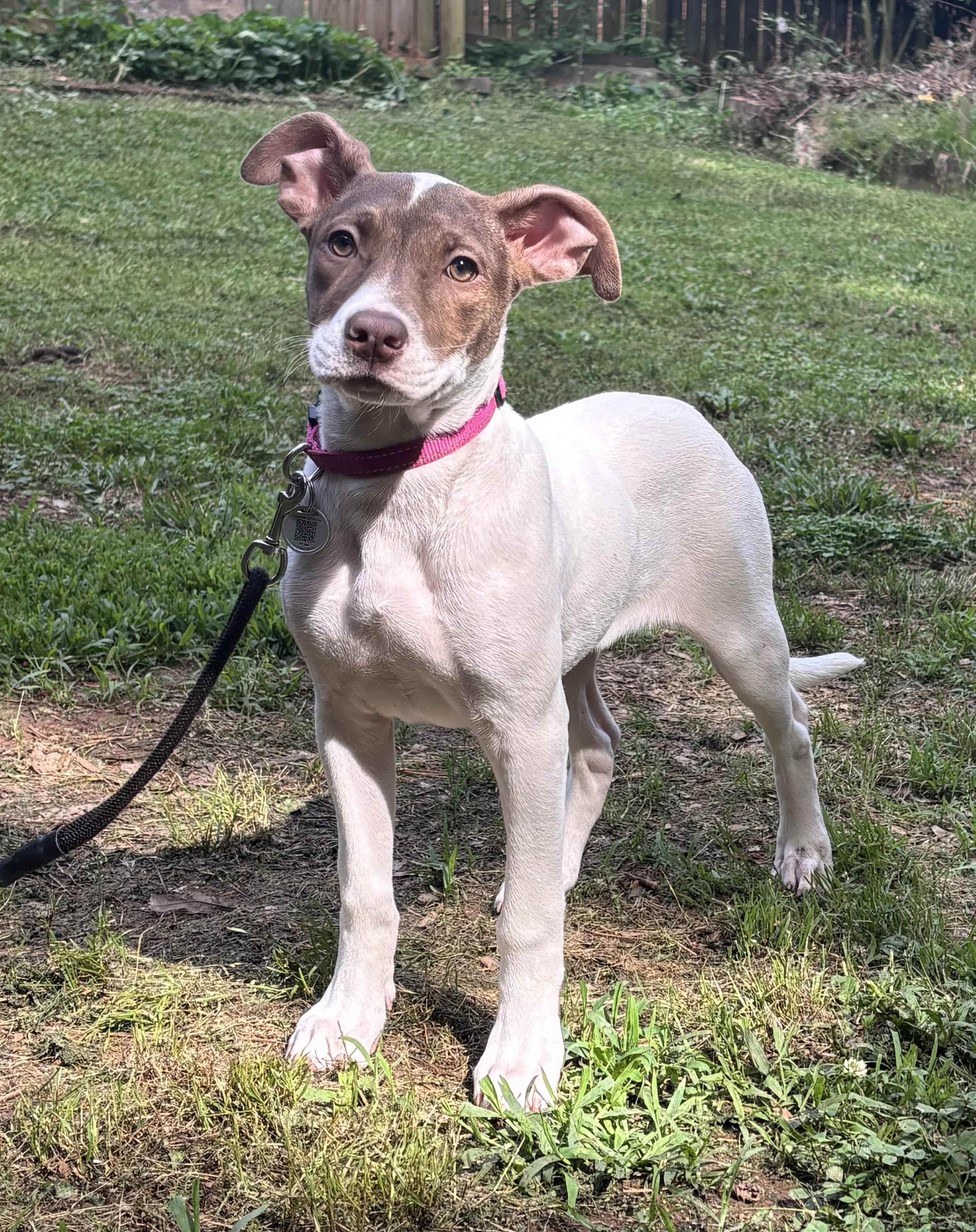Madi Peeps, a ADOPTABLE mixed breed in Marietta, GA image 4/4
