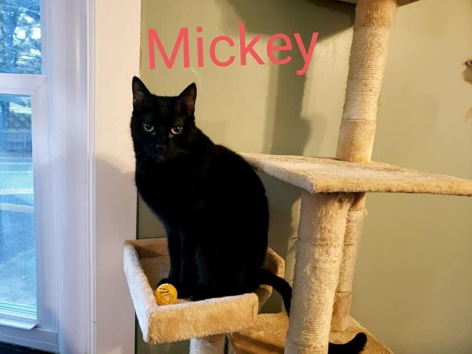 Mickey, Adoptable, Adult Male Domestic Short Hair.