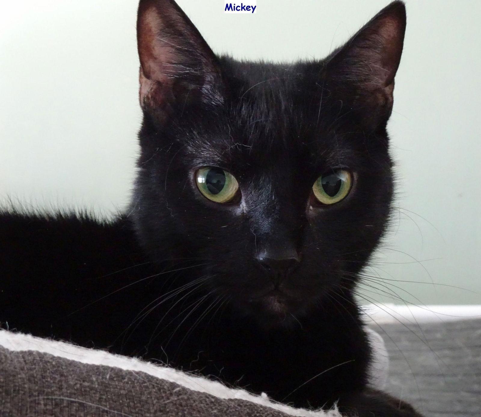 Mickey, a Adoptable Domestic Short Hair in Penndel, PA image 1/6