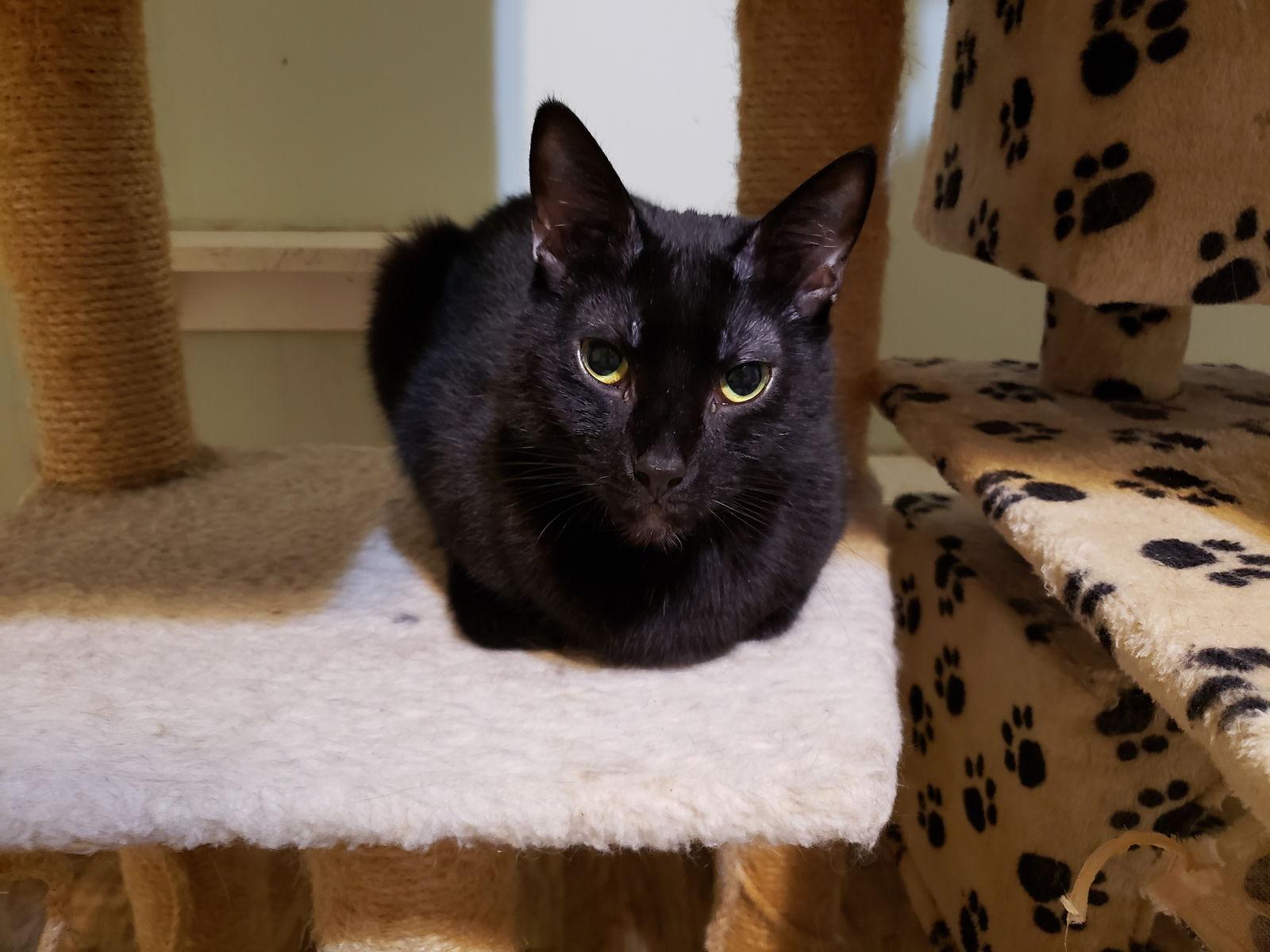 Mickey, a Adoptable Domestic Short Hair in Penndel, PA image 3/6