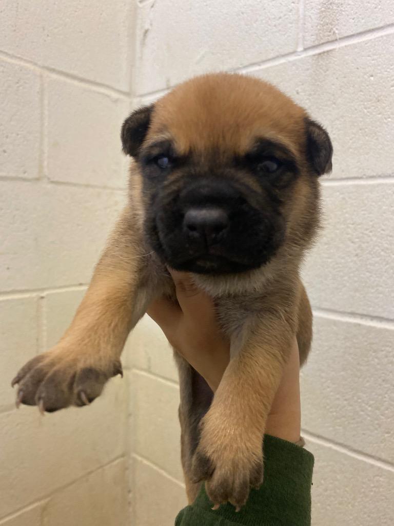 Harry, Adoptable, Puppy Male Shepherd & Mixed Breed.