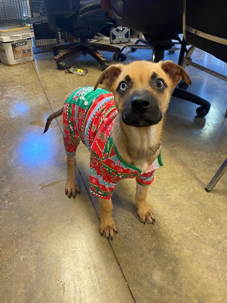 Harry, a Adoptable mixed breed in Lockhart, TX image 2/5