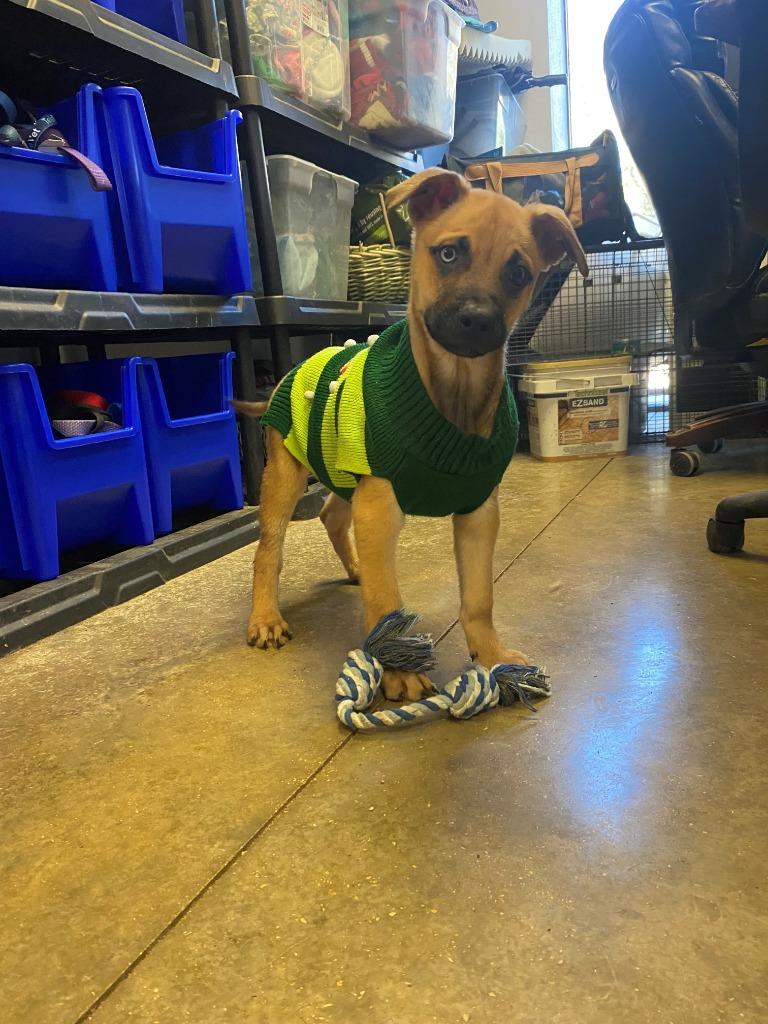 Harry, a Adoptable mixed breed in Lockhart, TX image 3/5