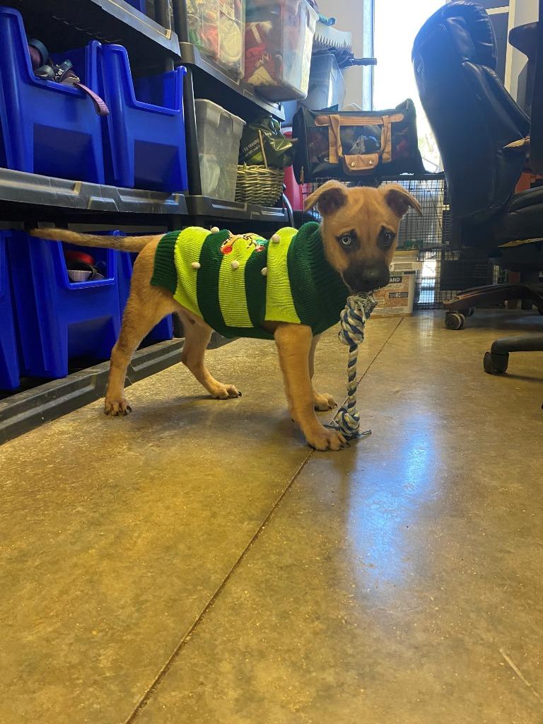 Harry, a Adoptable mixed breed in Lockhart, TX image 5/5