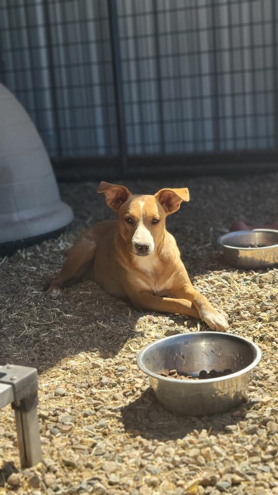 Corazón, Adoptable, Young Female Mixed Breed.