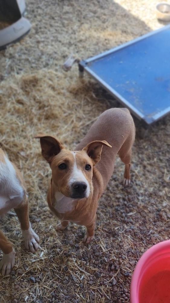 Corazón, a Adoptable mixed breed in Cortez, CO image 2/3