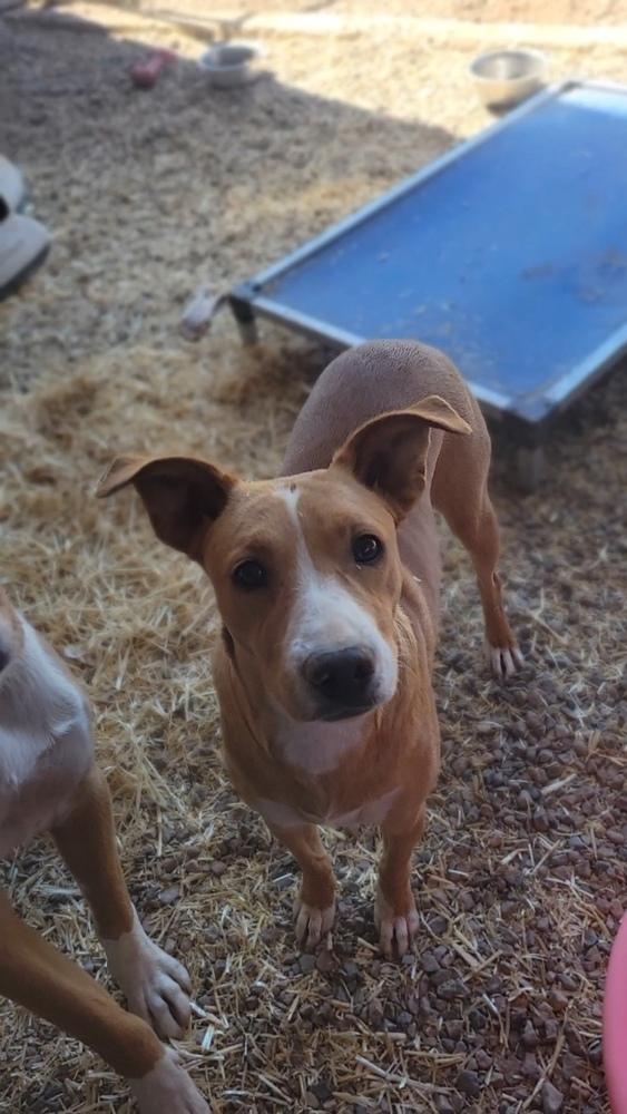 Corazón, a Adoptable mixed breed in Cortez, CO image 3/3
