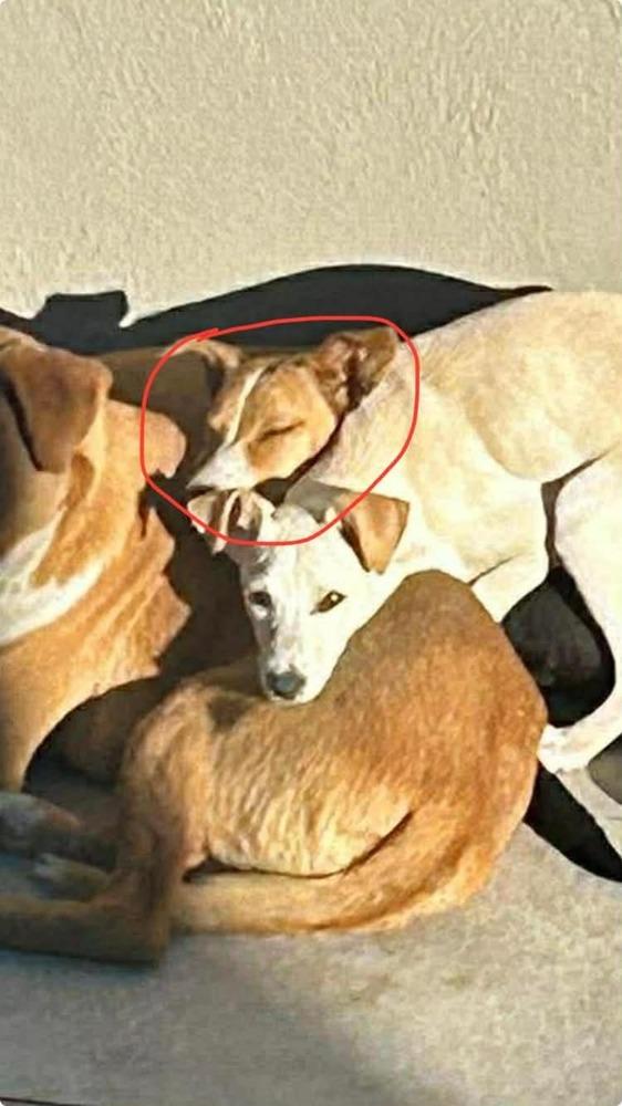 Enlarge Corazón, a Adoptable mixed breed in Cortez, CO image 1/2