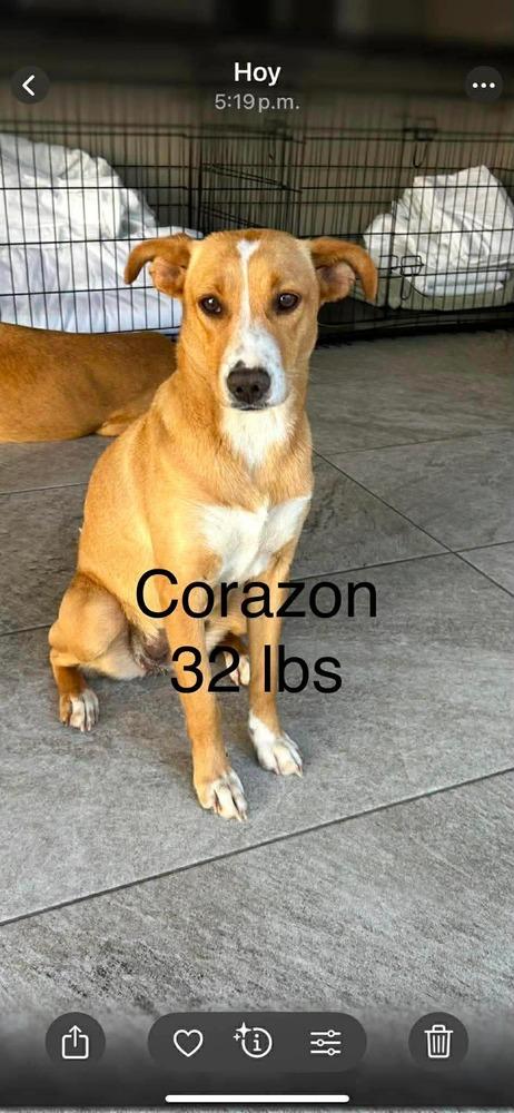 Enlarge Corazón, a Adoptable mixed breed in Cortez, CO image 2/2
