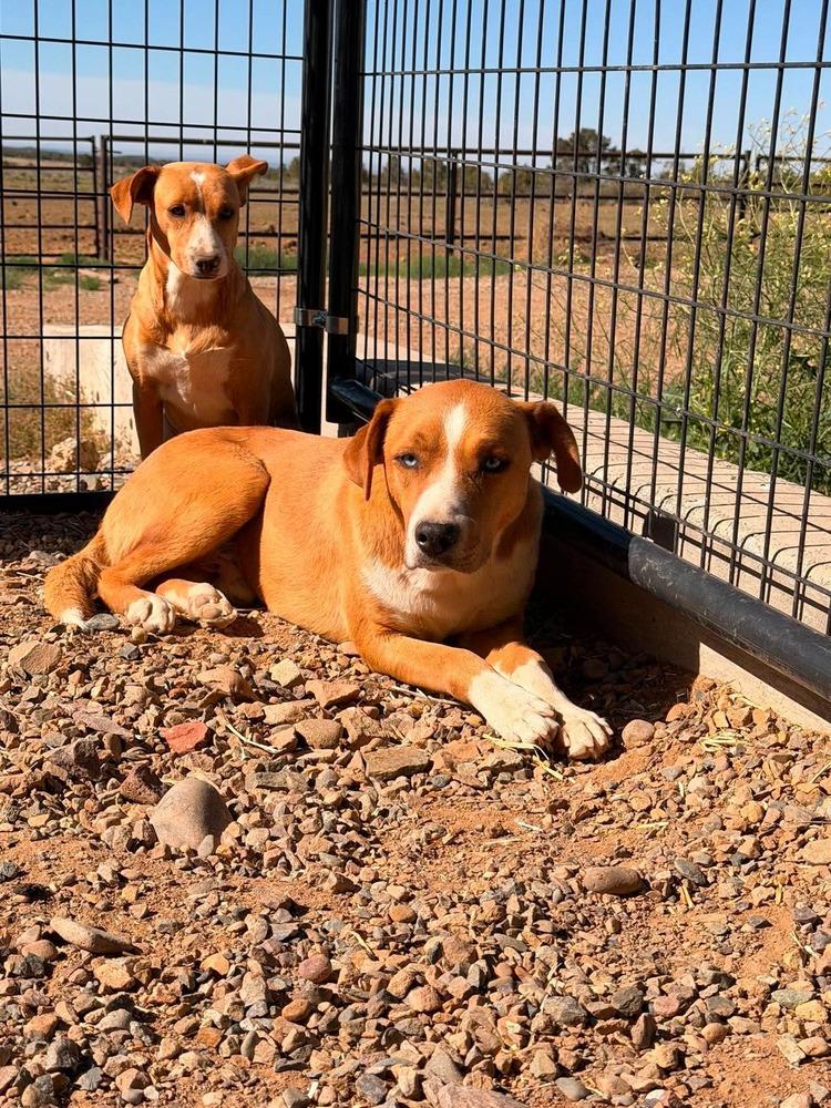 Enlarge Corazón, a Adoptable mixed breed in Cortez, CO image 4/5