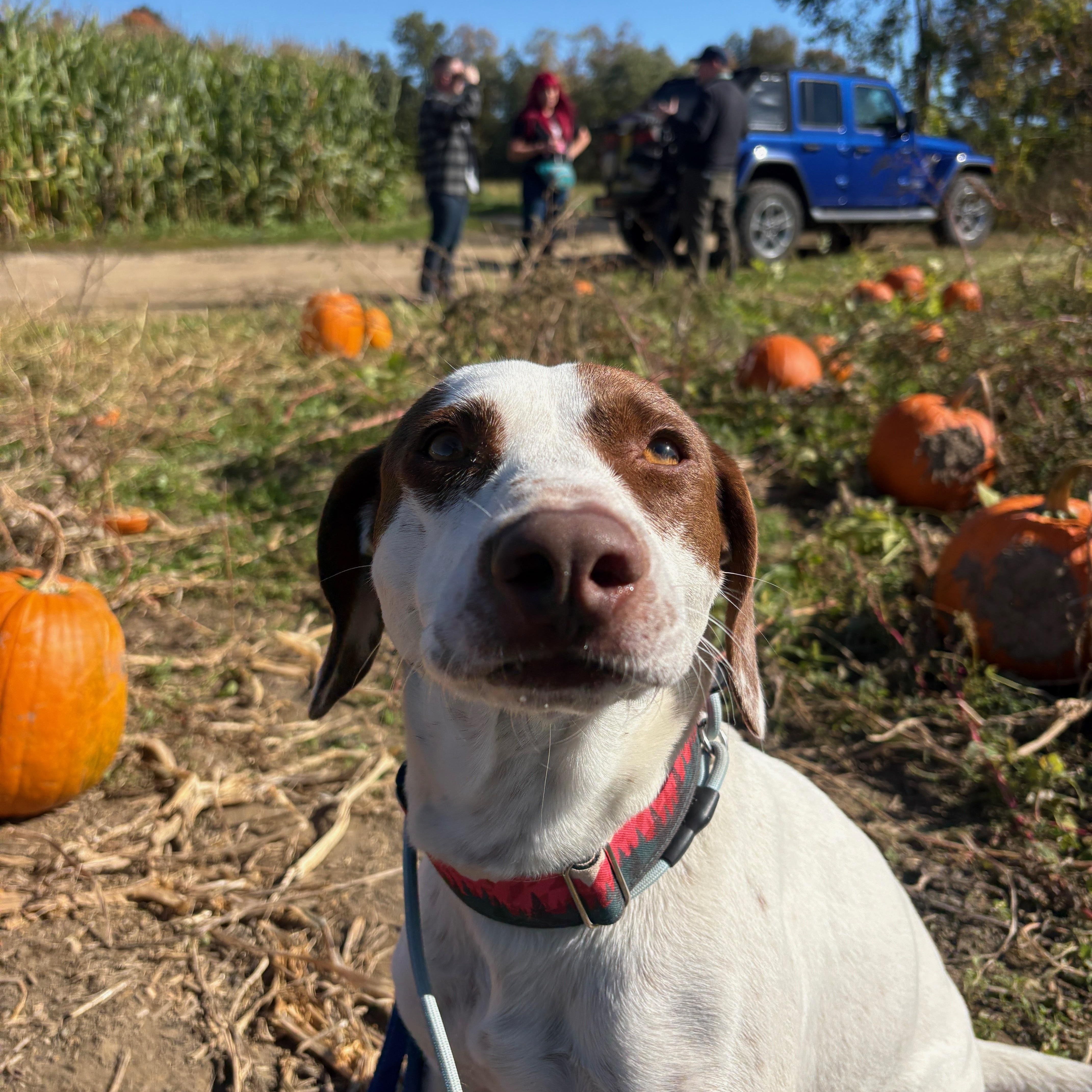 Enlarge Darcy, a Adoptable mixed breed in New Boston, NH image 1/6