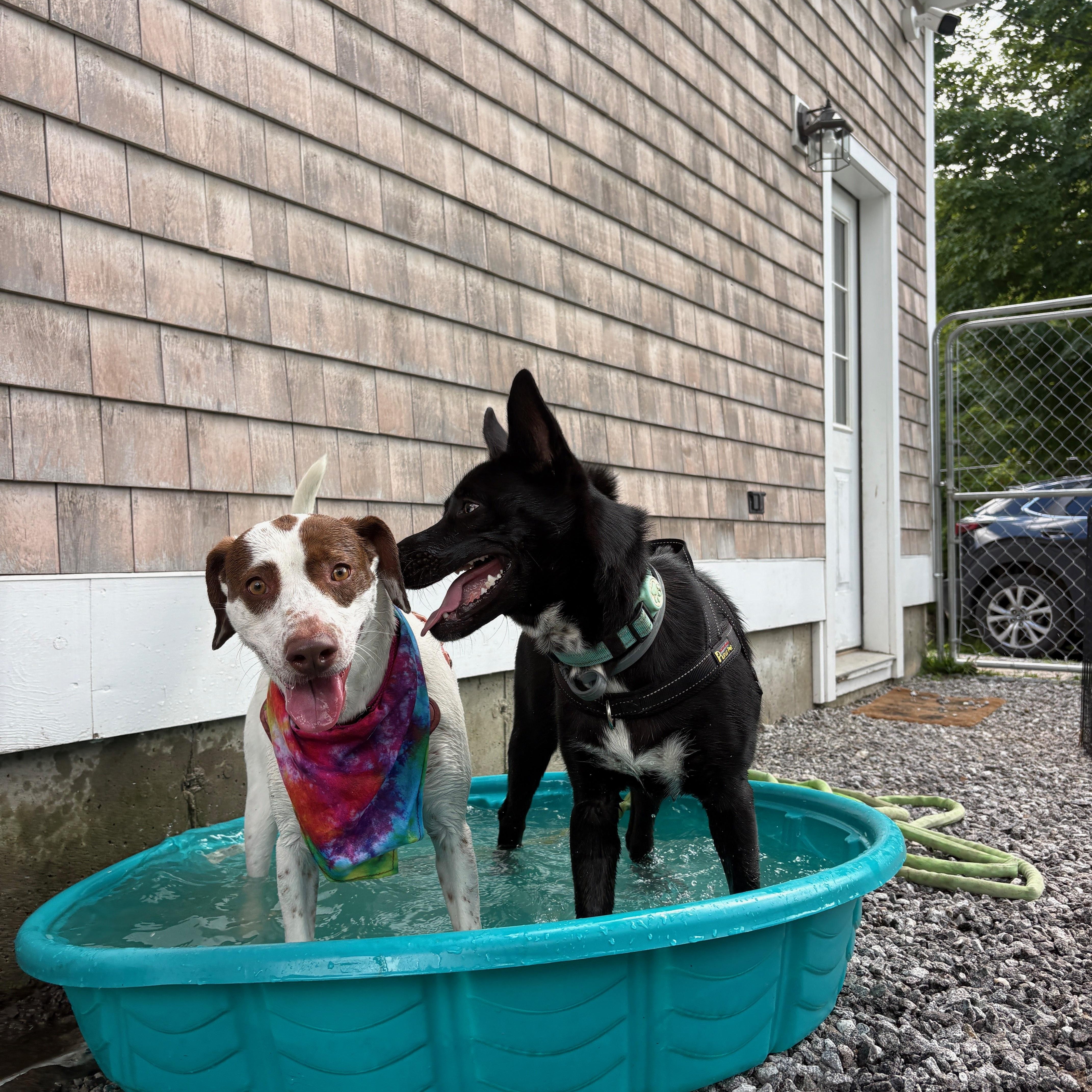Enlarge Darcy, a Adoptable mixed breed in New Boston, NH image 6/6