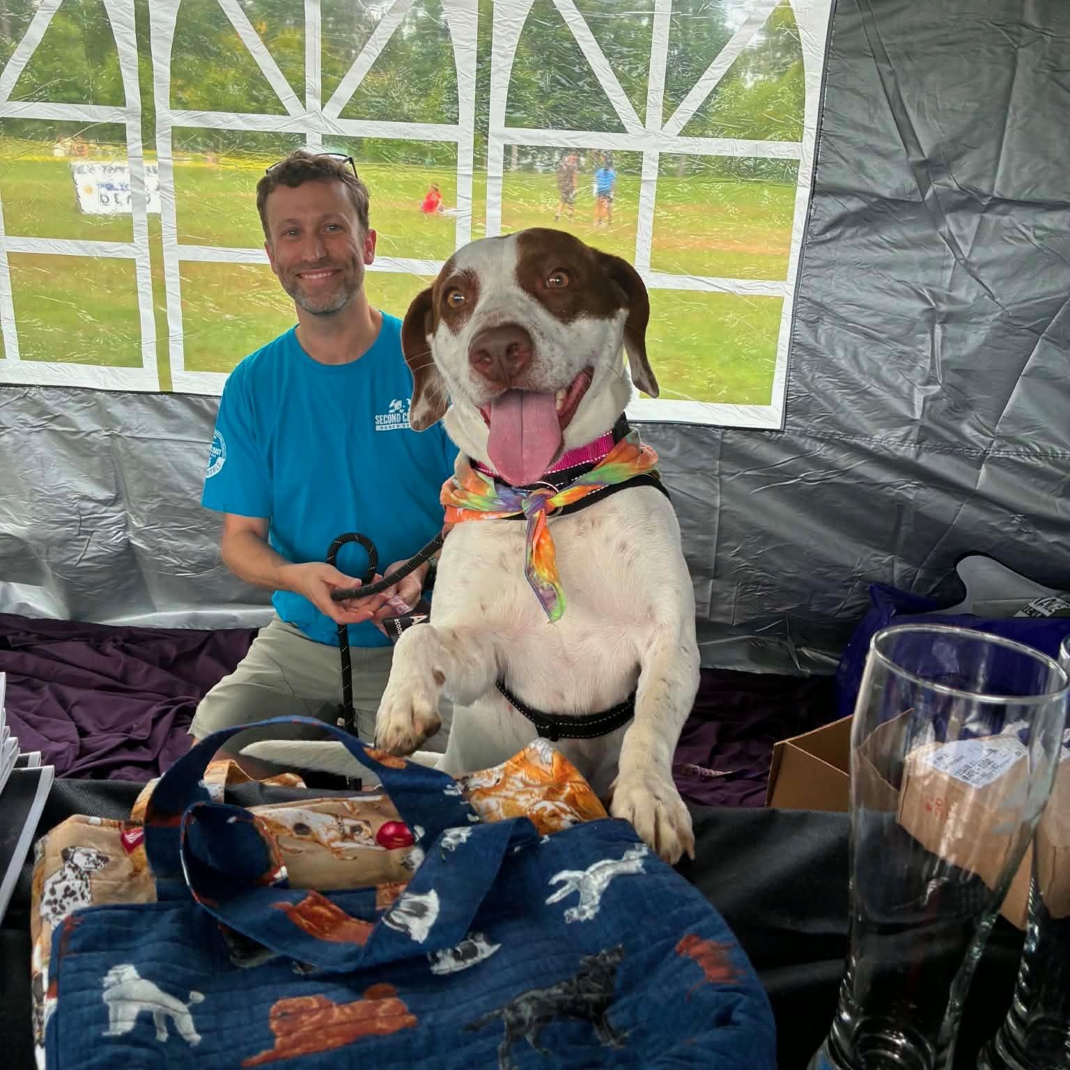 Enlarge Darcy, a Adoptable mixed breed in New Boston, NH image 5/6