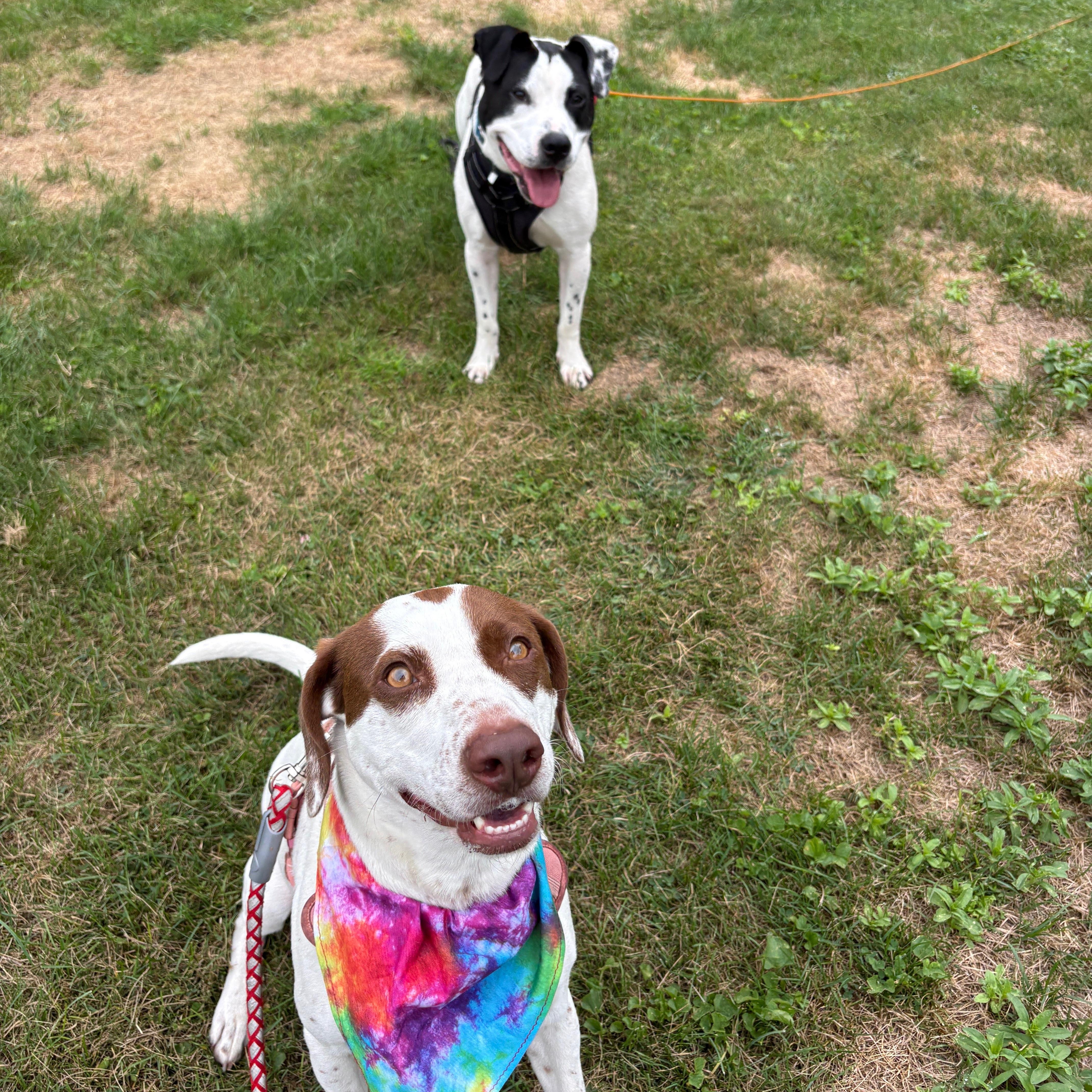 Enlarge Darcy, a Adoptable mixed breed in New Boston, NH image 4/6