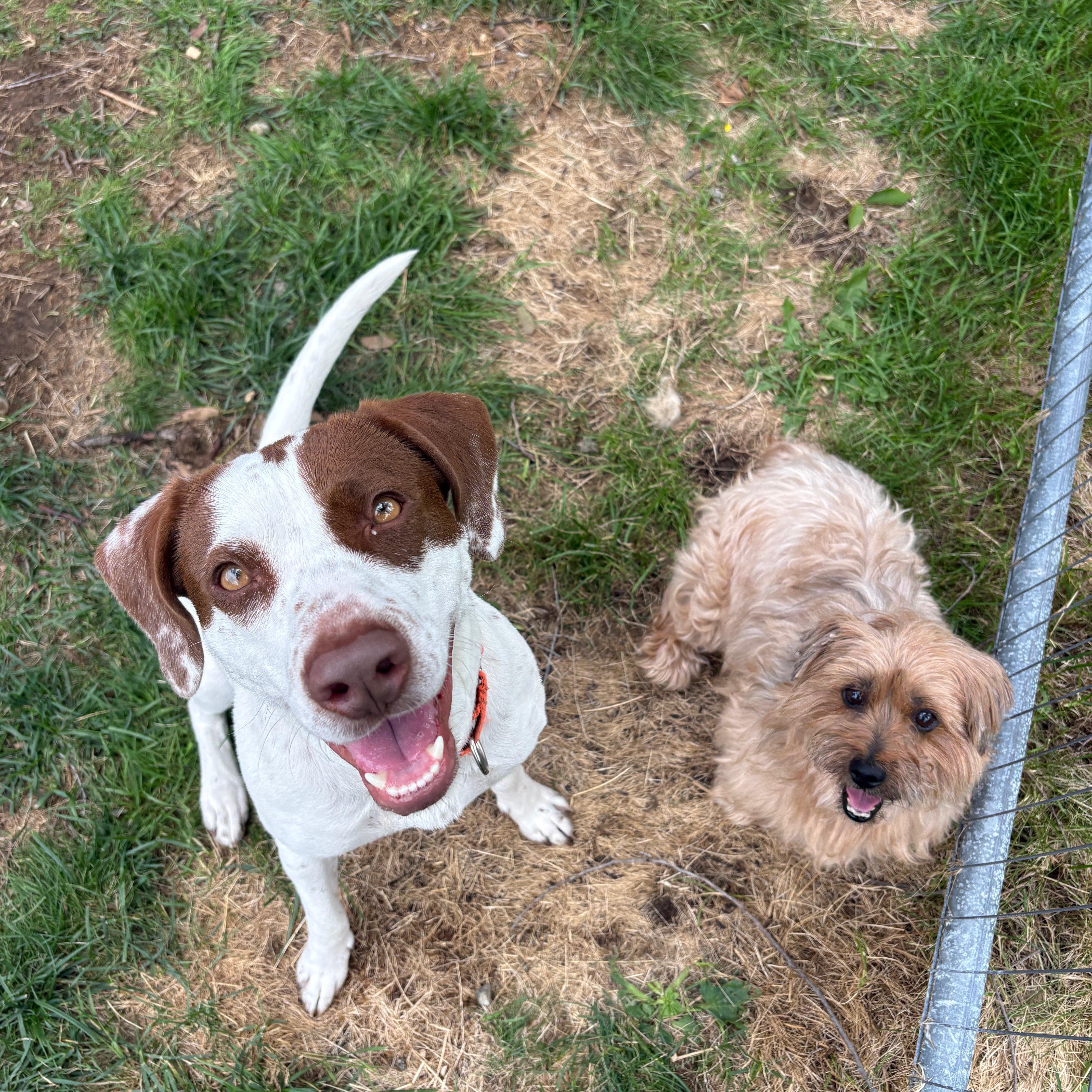 Enlarge Darcy, a Adoptable mixed breed in New Boston, NH image 2/6