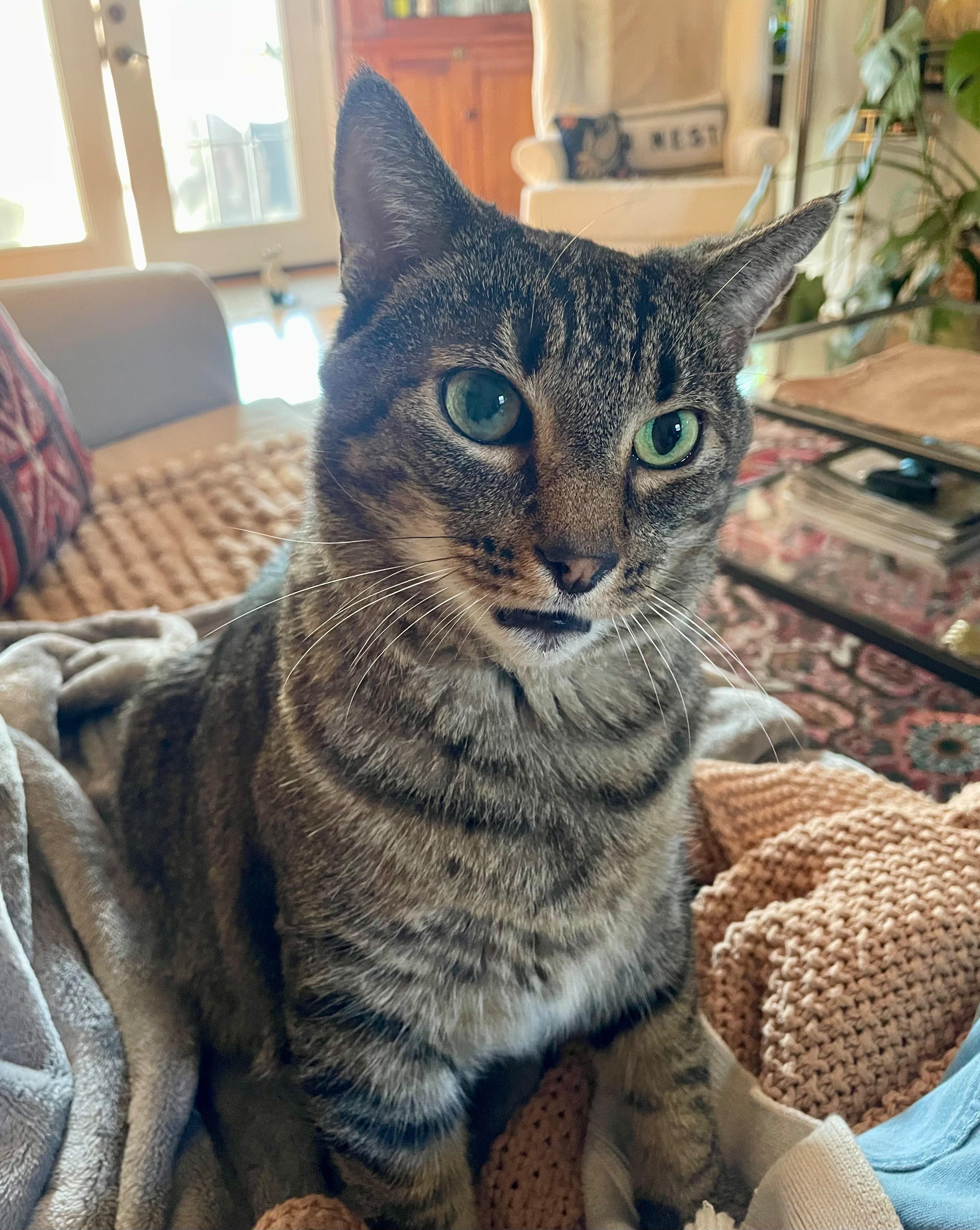Enlarge Ollie, a Adoptable Domestic Short Hair in New Britain, CT image 2/6